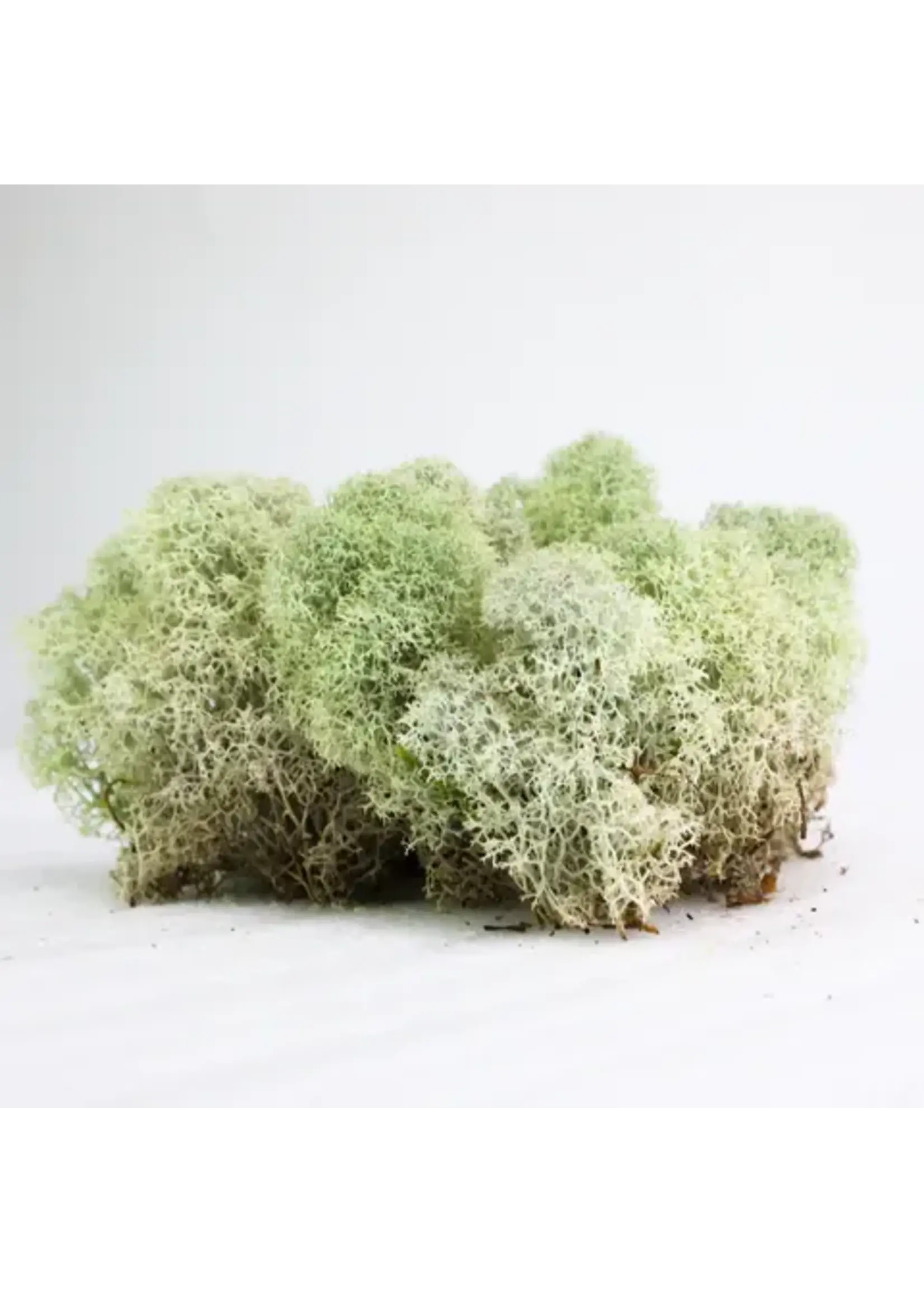 Mossify CANADIAN REINDEER MOS LIVE MOSS / DORMANT MOSS