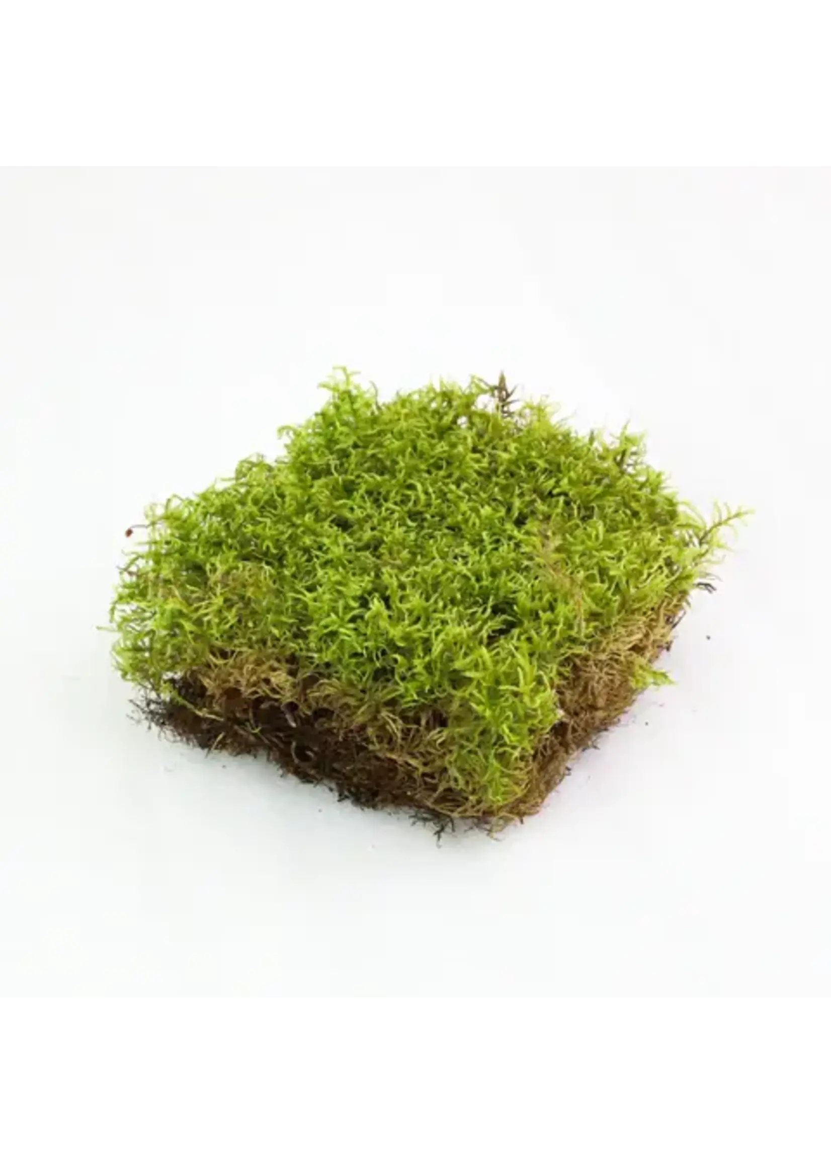 Mossify FOREST MOSS PLEUROZIUM SCHREBERI LIVE MOSS / DORMANT MOSS