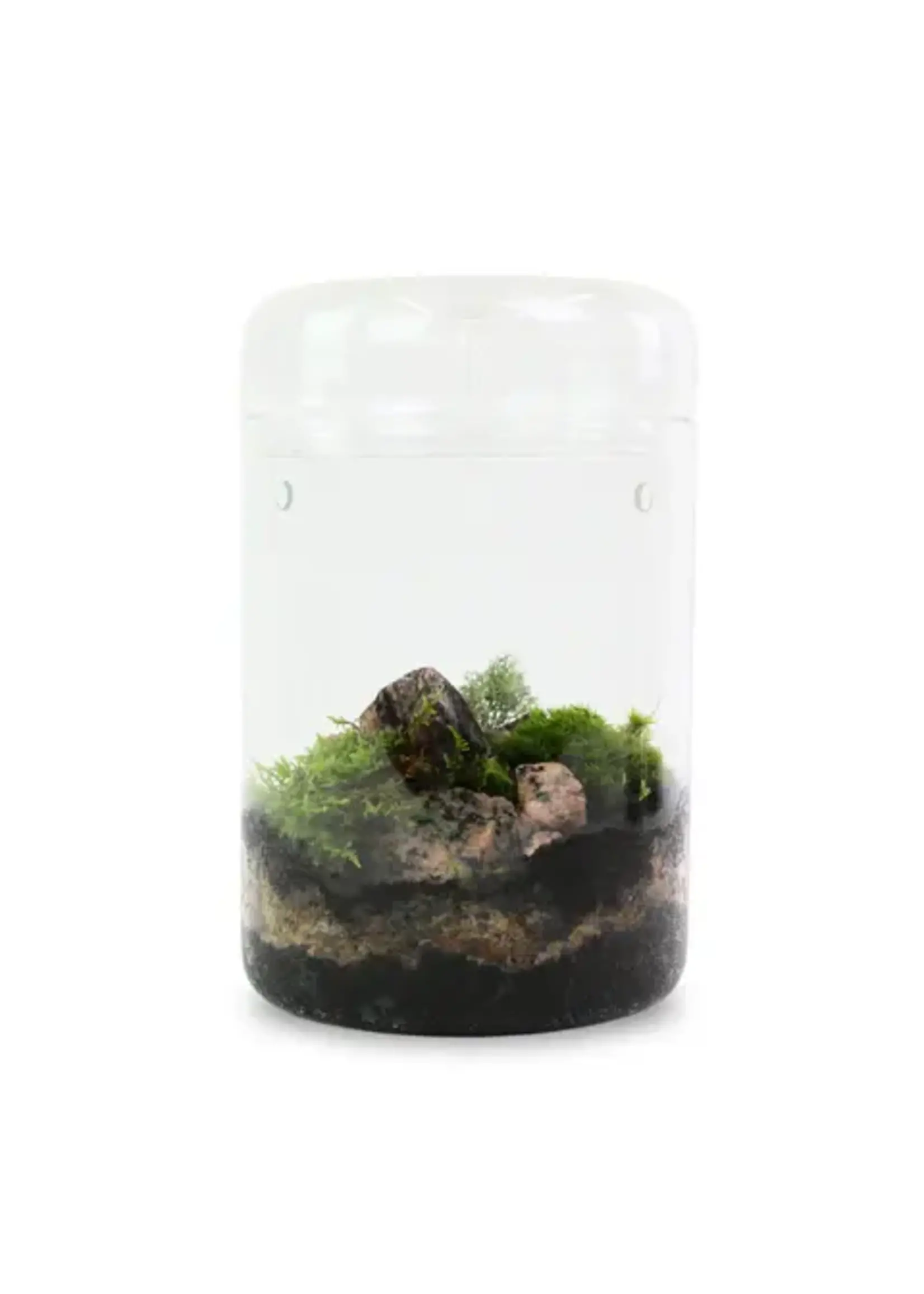 Mossify FOREST MOSS PLEUROZIUM SCHREBERI LIVE MOSS / DORMANT MOSS