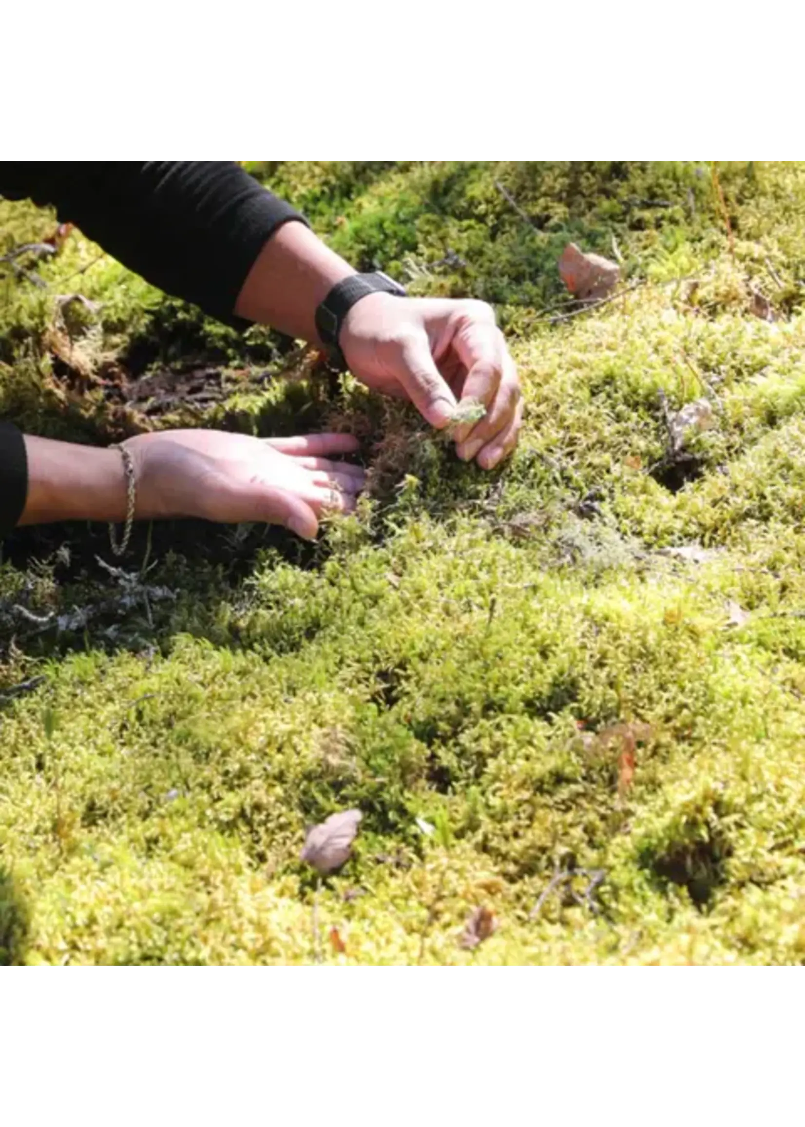 Mossify FOREST MOSS PLEUROZIUM SCHREBERI LIVE MOSS / DORMANT MOSS