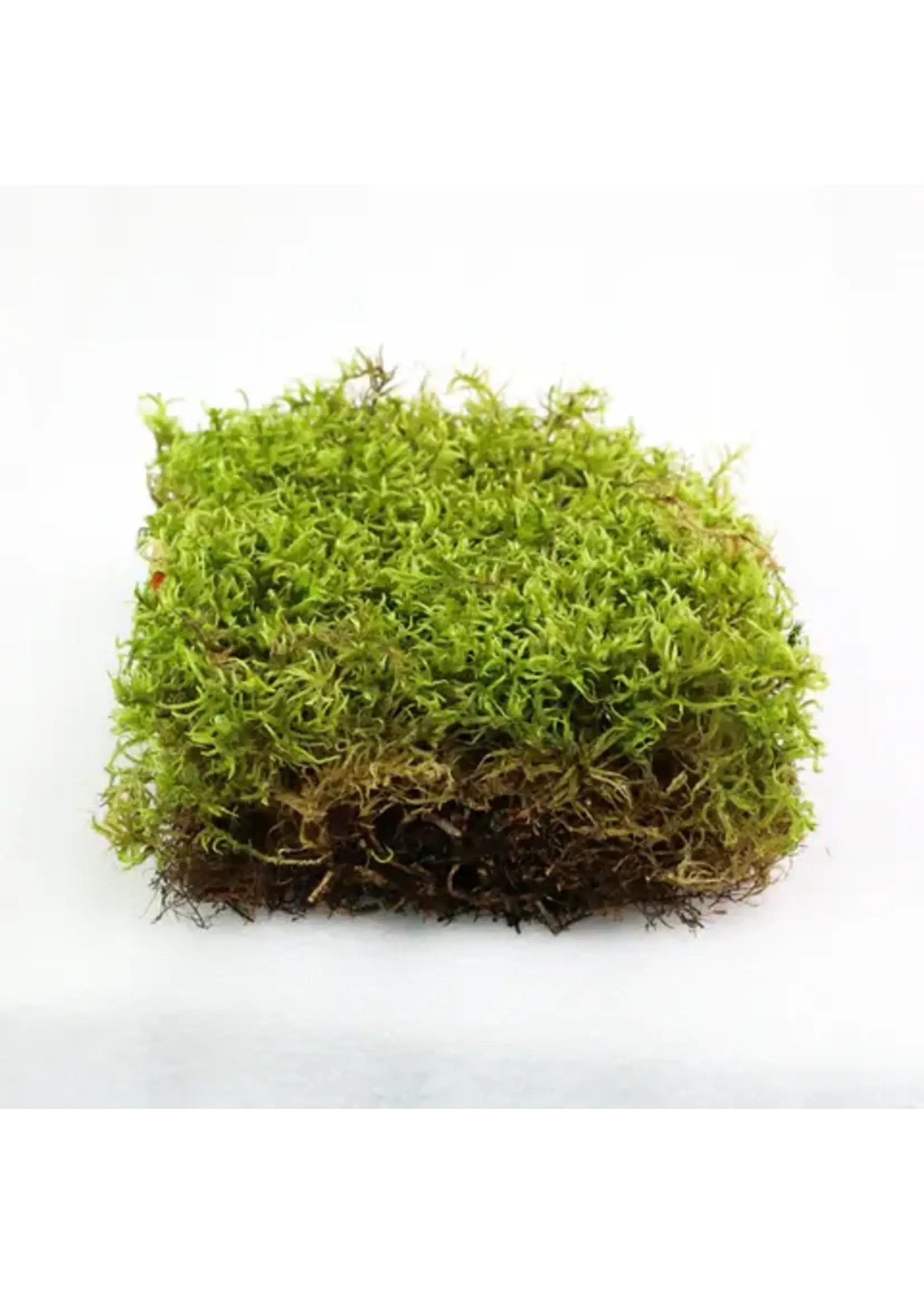Mossify FOREST MOSS PLEUROZIUM SCHREBERI LIVE MOSS / DORMANT MOSS