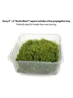 Mossify MOOD MOSS DICRANUM LIVE MOSS / DORMANT MOSS