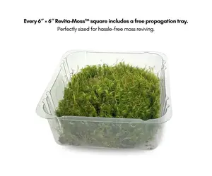 Mossify MOOD MOSS DICRANUM LIVE MOSS / DORMANT MOSS