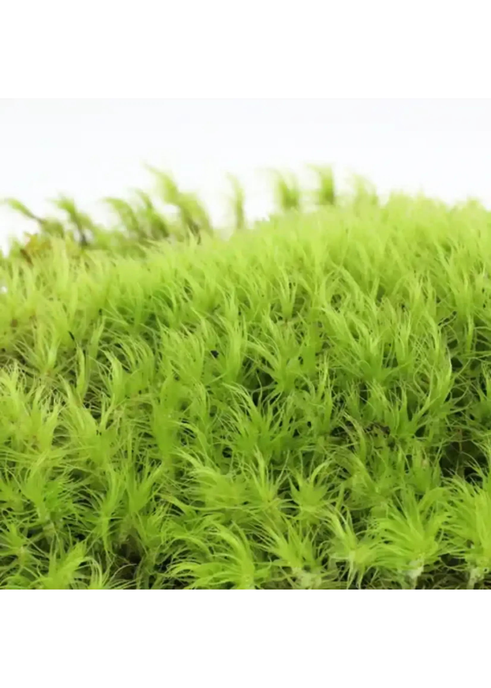 Mossify MOOD MOSS DICRANUM LIVE MOSS / DORMANT MOSS