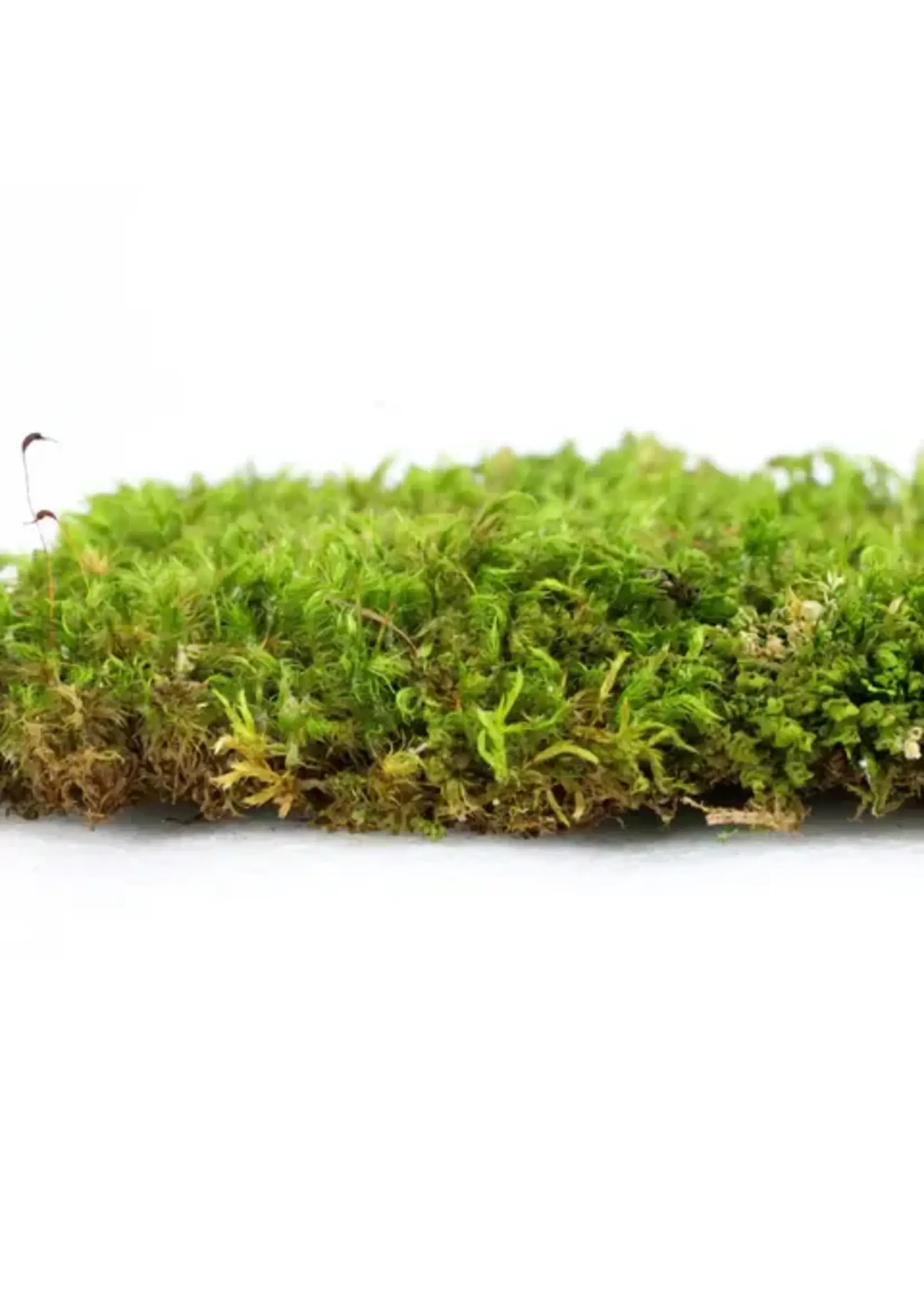 Mossify MOOD MOSS DICRANUM LIVE MOSS / DORMANT MOSS