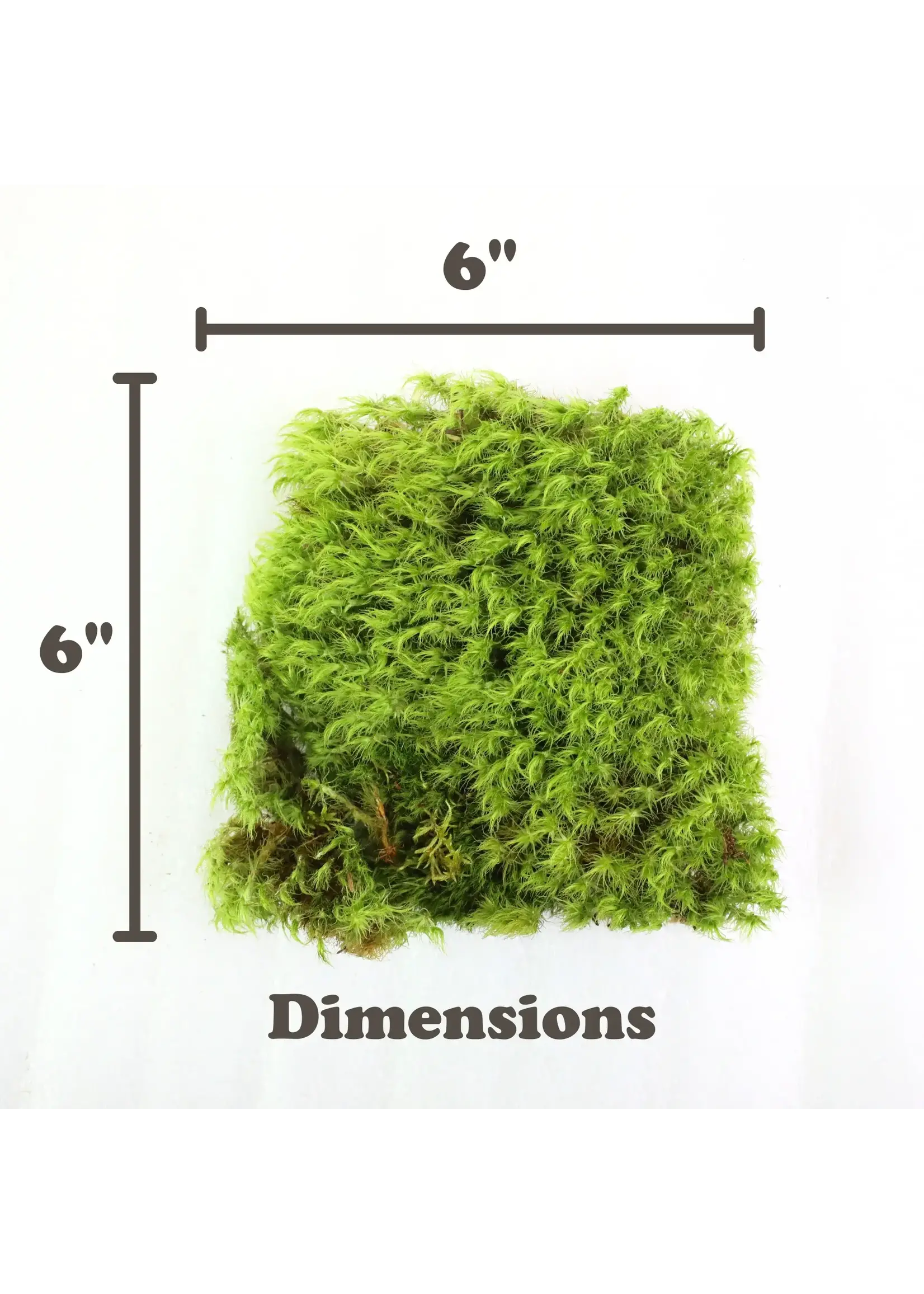 Mossify MOOD MOSS DICRANUM LIVE MOSS / DORMANT MOSS
