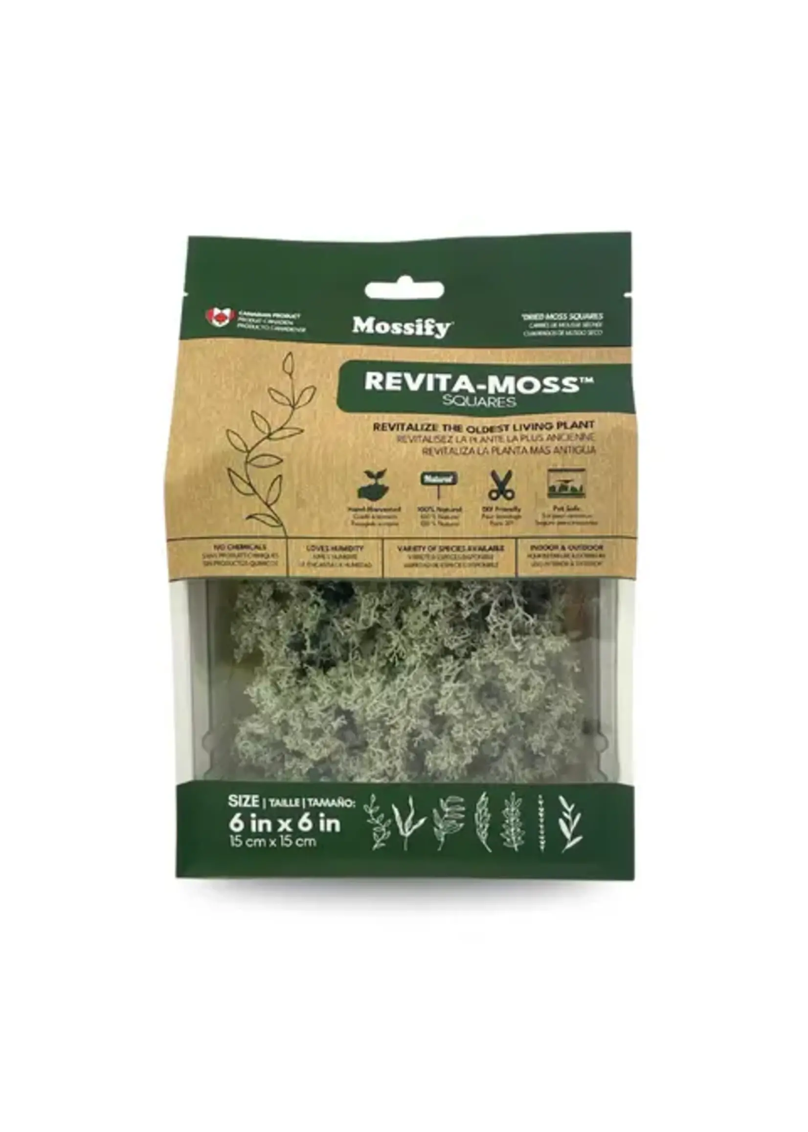 Mossify LICHEN MOSS CLADONIA ARBUSCULA LIVE MOSS / DORMANT MOSS