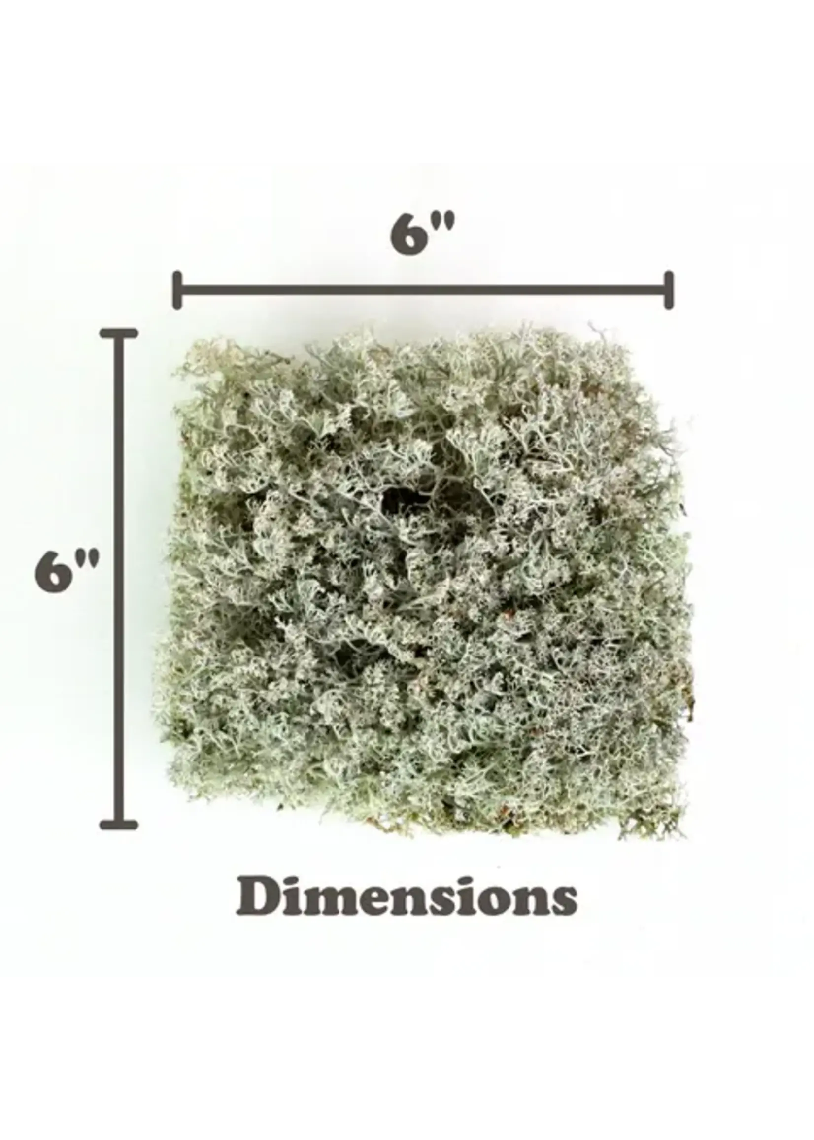 Mossify LICHEN MOSS CLADONIA ARBUSCULA LIVE MOSS / DORMANT MOSS