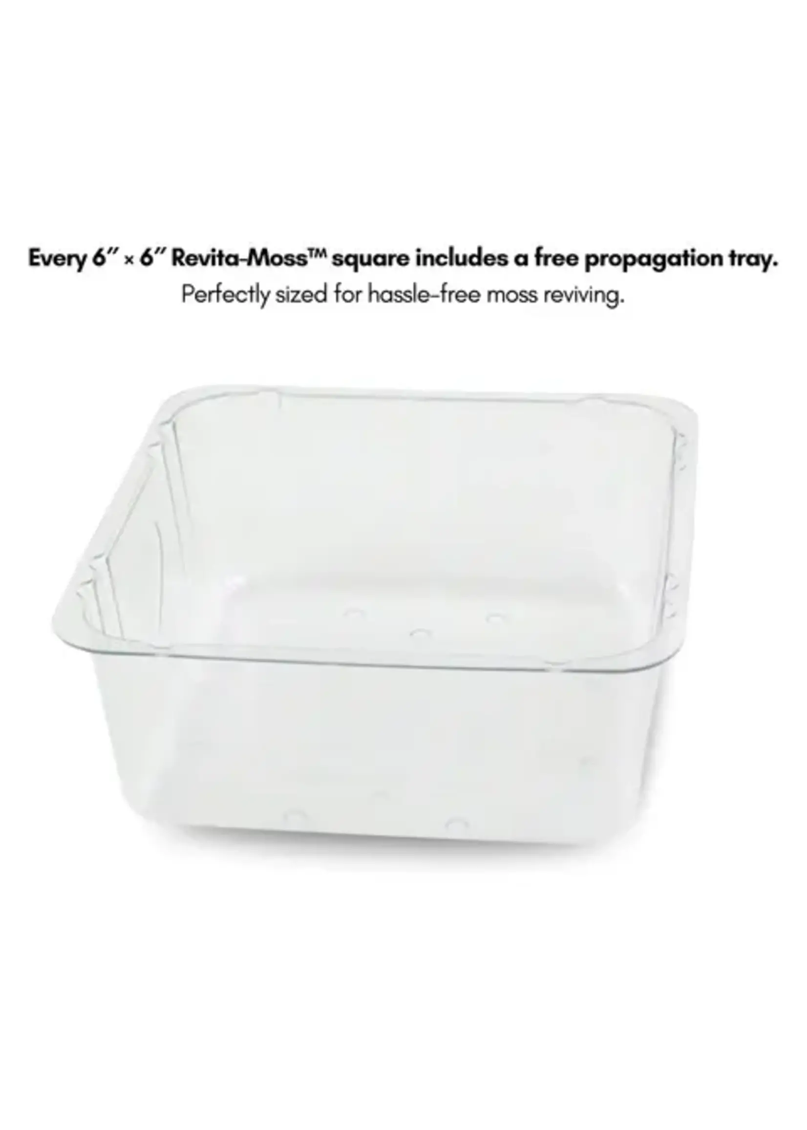 Mossify LICHEN MOSS CLADONIA ARBUSCULA LIVE MOSS / DORMANT MOSS