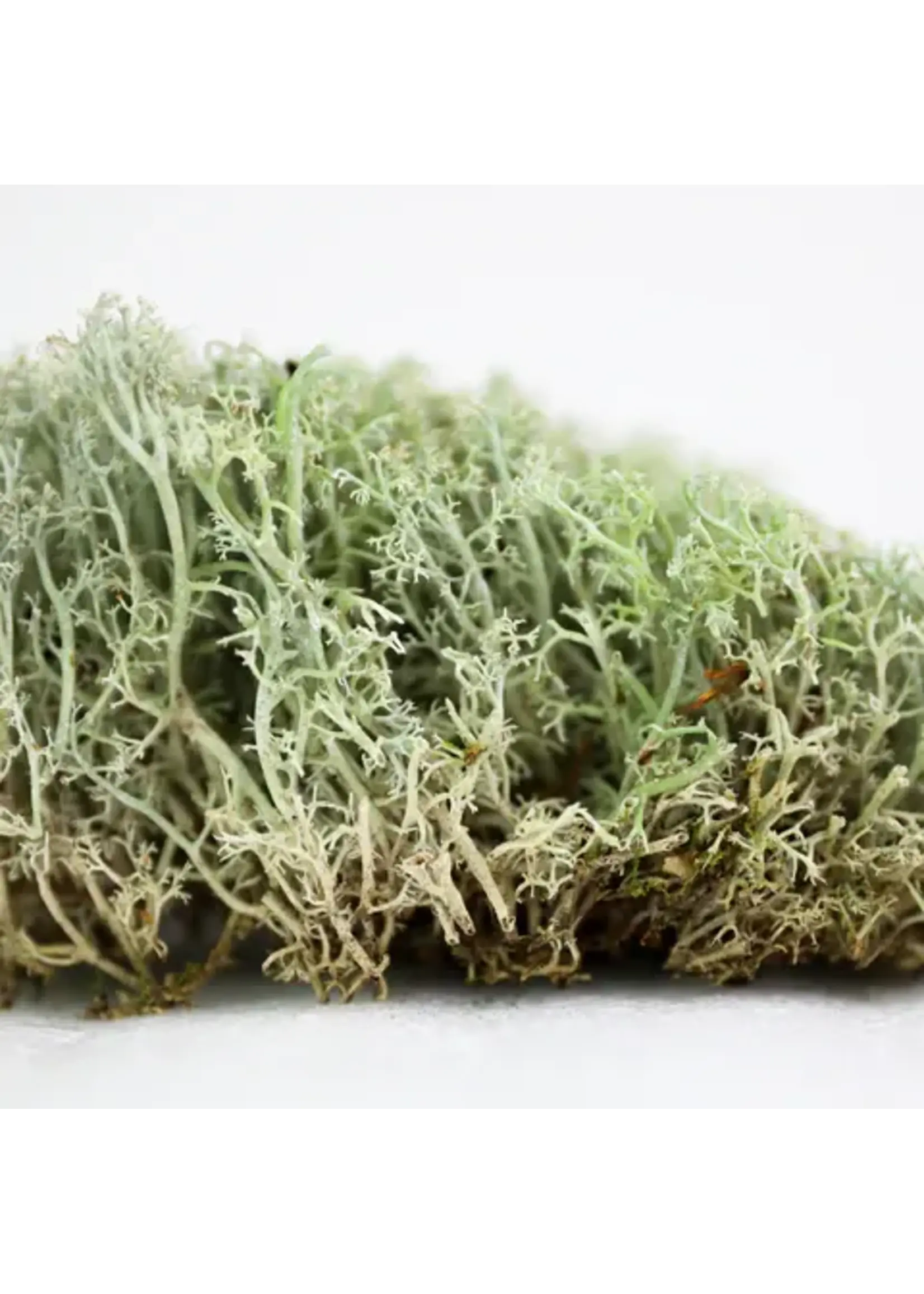 Mossify LICHEN MOSS CLADONIA ARBUSCULA LIVE MOSS / DORMANT MOSS