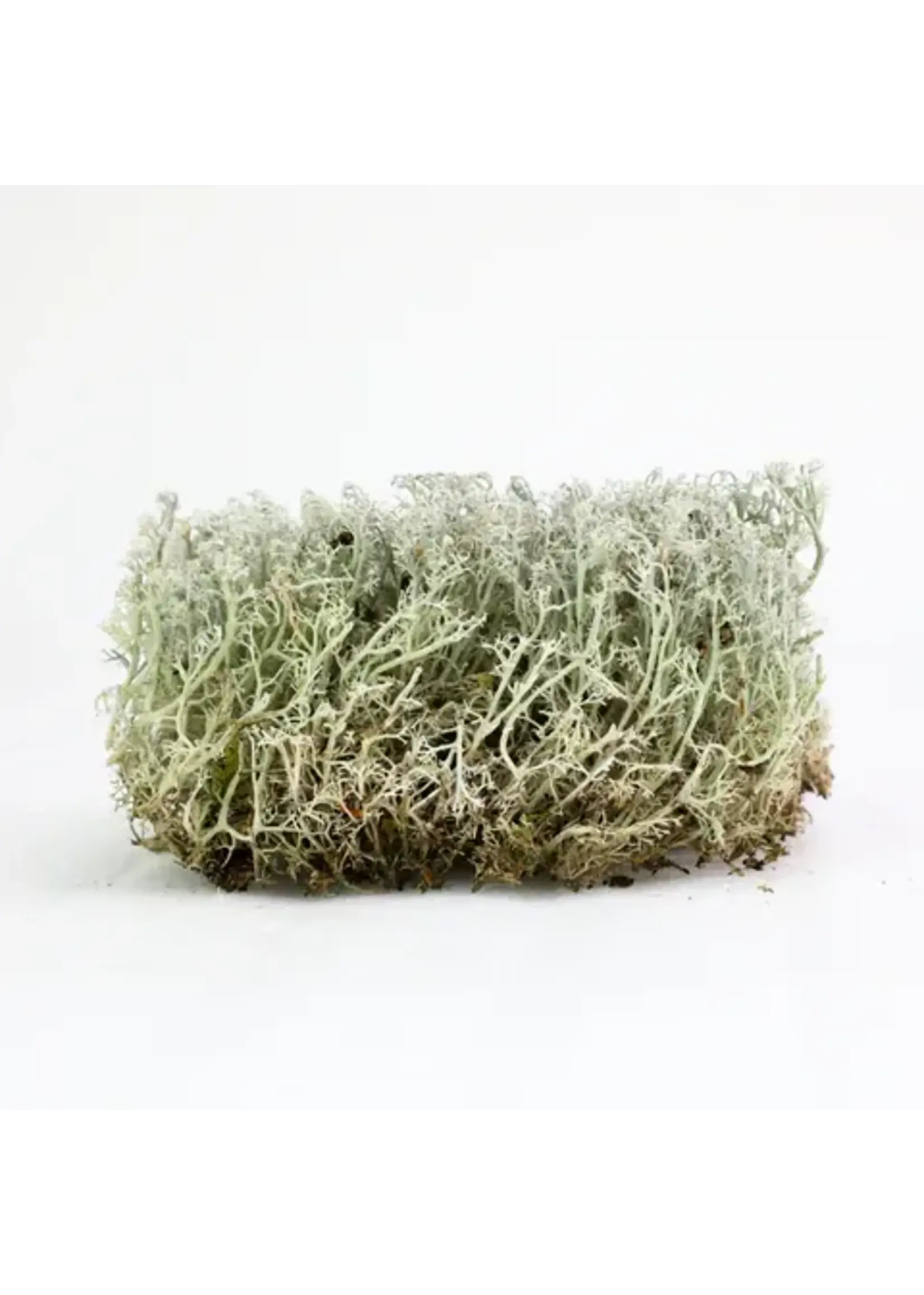 Mossify LICHEN MOSS CLADONIA ARBUSCULA LIVE MOSS / DORMANT MOSS