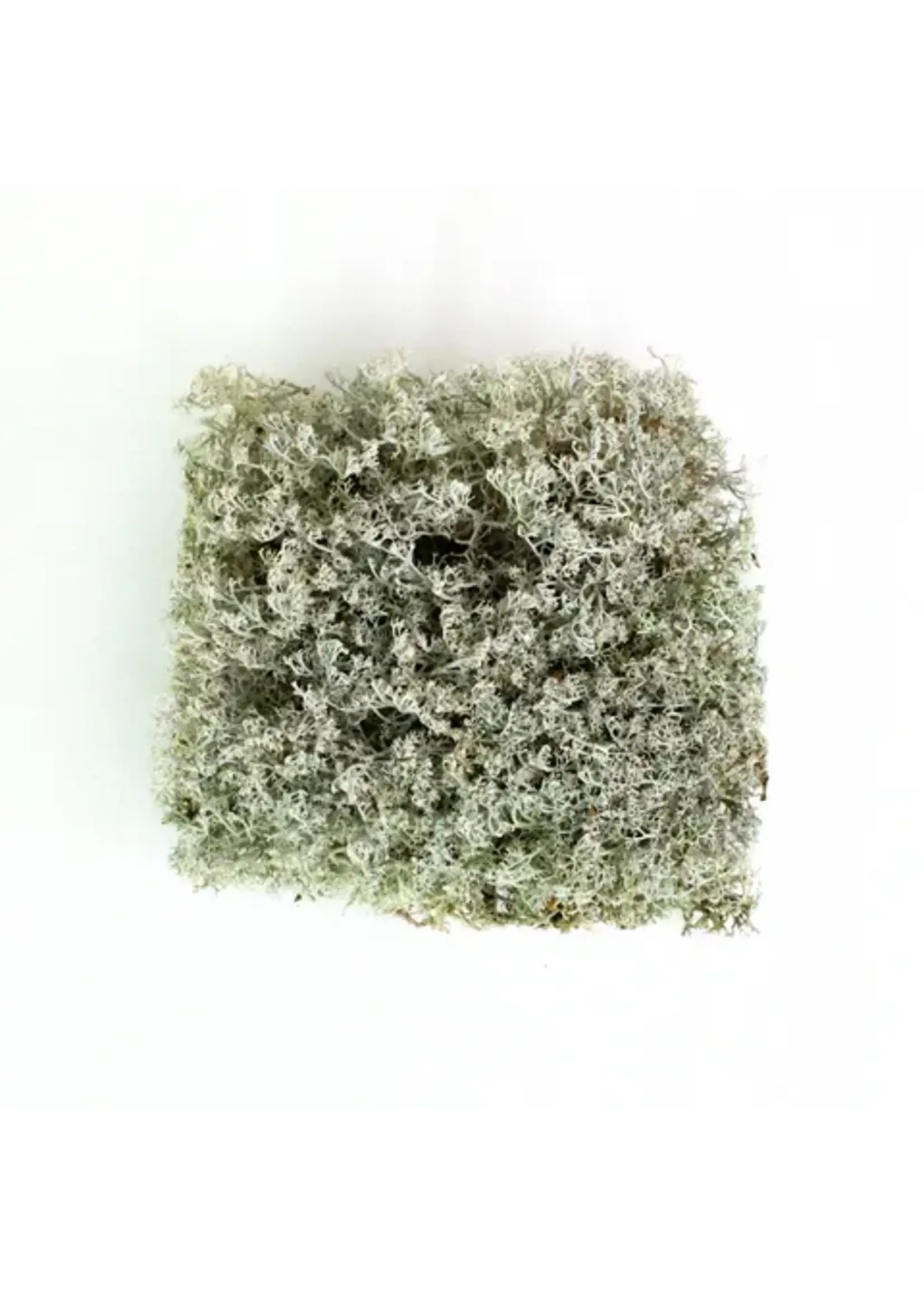 Mossify LICHEN MOSS CLADONIA ARBUSCULA LIVE MOSS / DORMANT MOSS