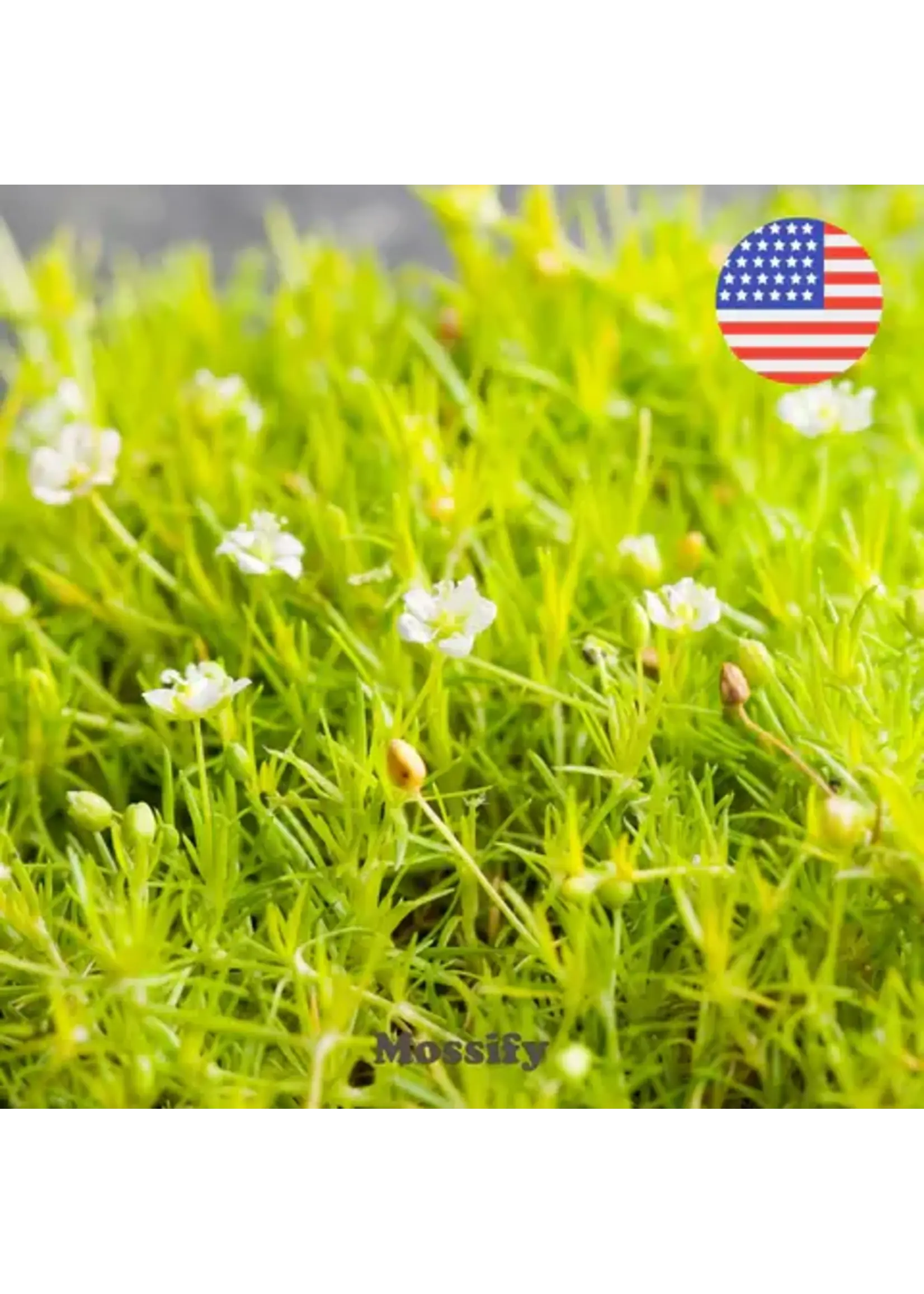 Mossify PREMIUM IRISH MOSS SEED SAGINA ABULATA SEEDS 1000 SEEDS