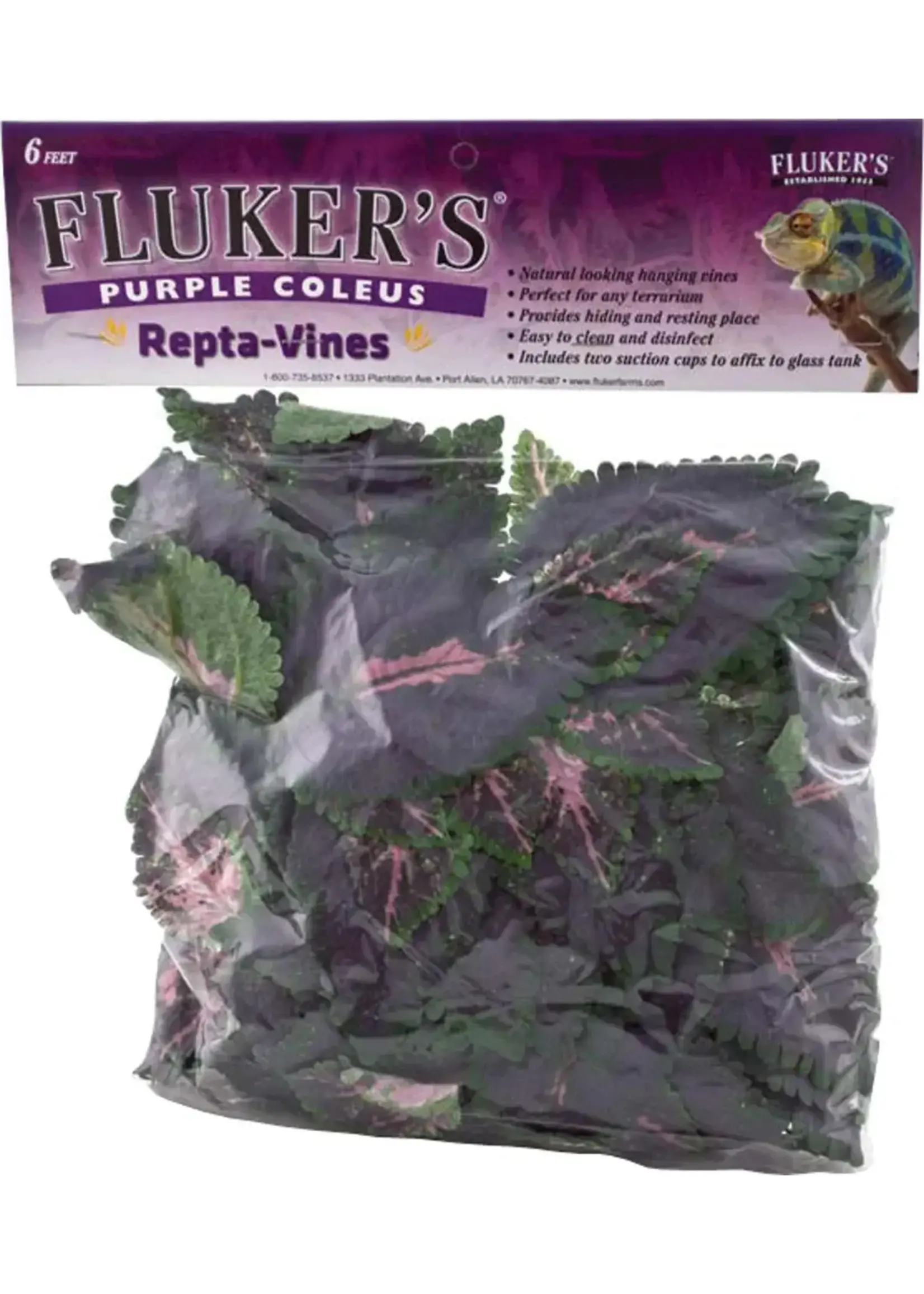 Fluker Farm REPTA VINE PURPLE COLEUS 6 FT