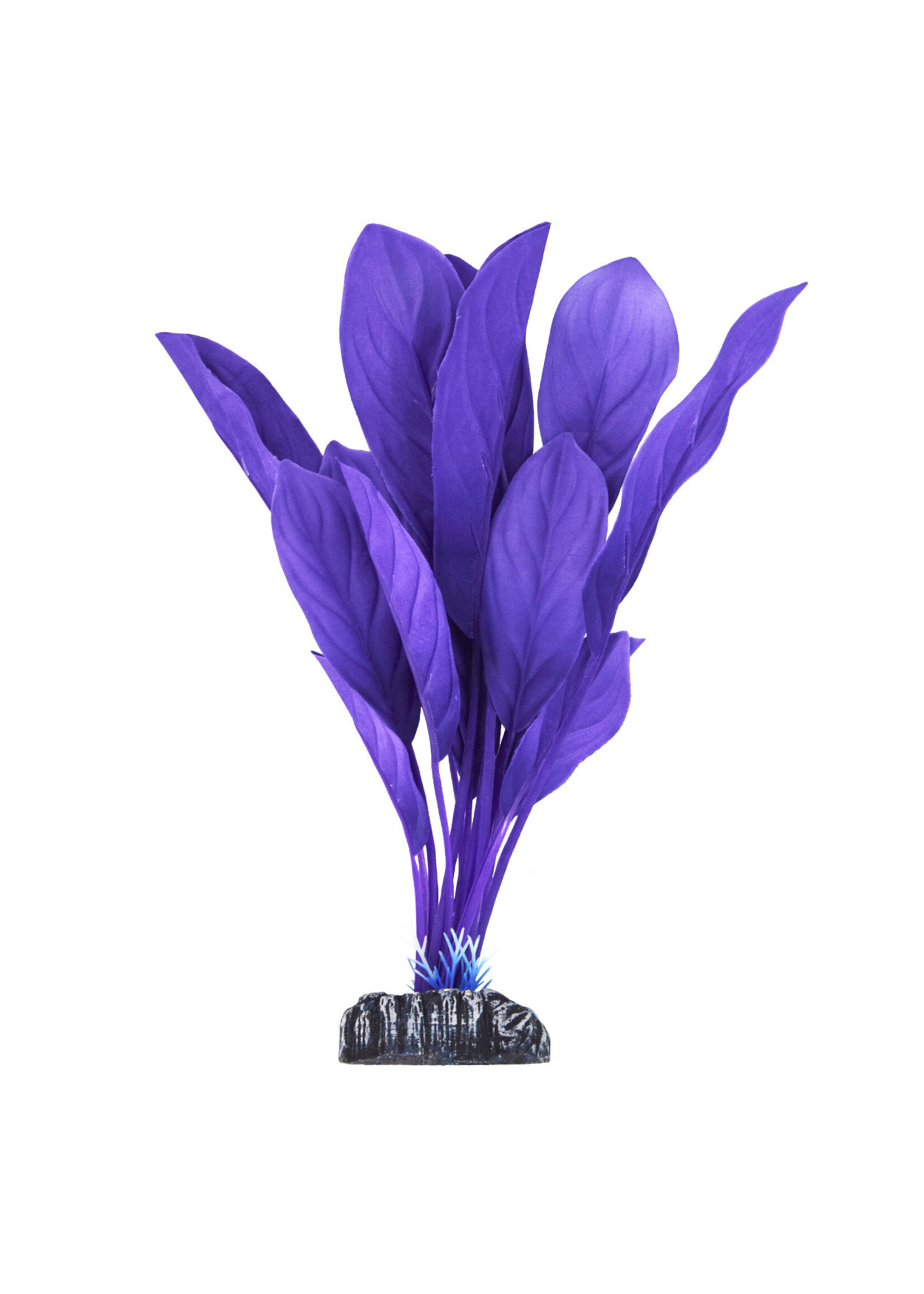 Underwater Treasures ANUBIAS PURPLE