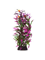 Underwater Treasures HYGRO ARAGUAIS 8"