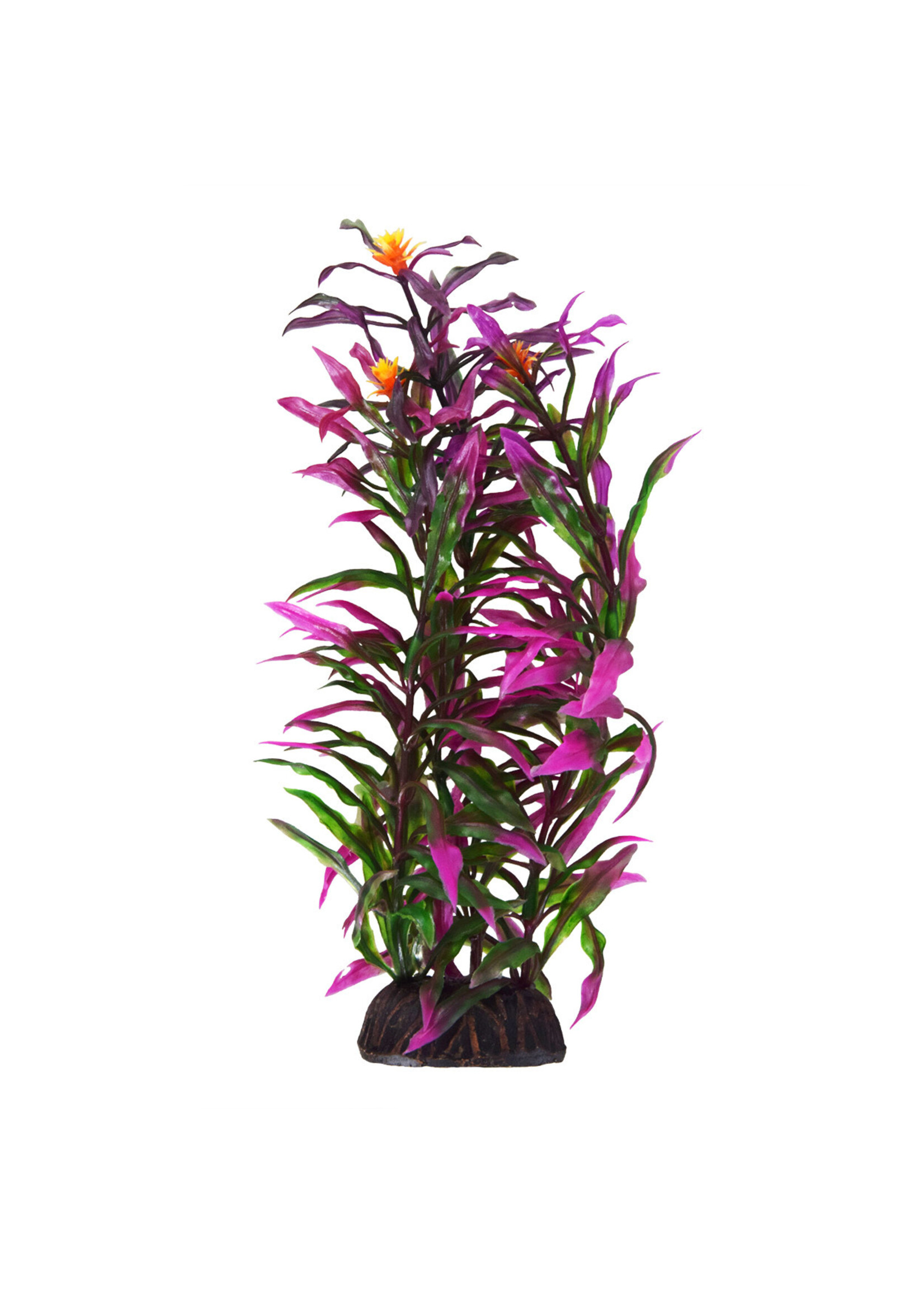 Underwater Treasures HYGRO ARAGUAIS 8"