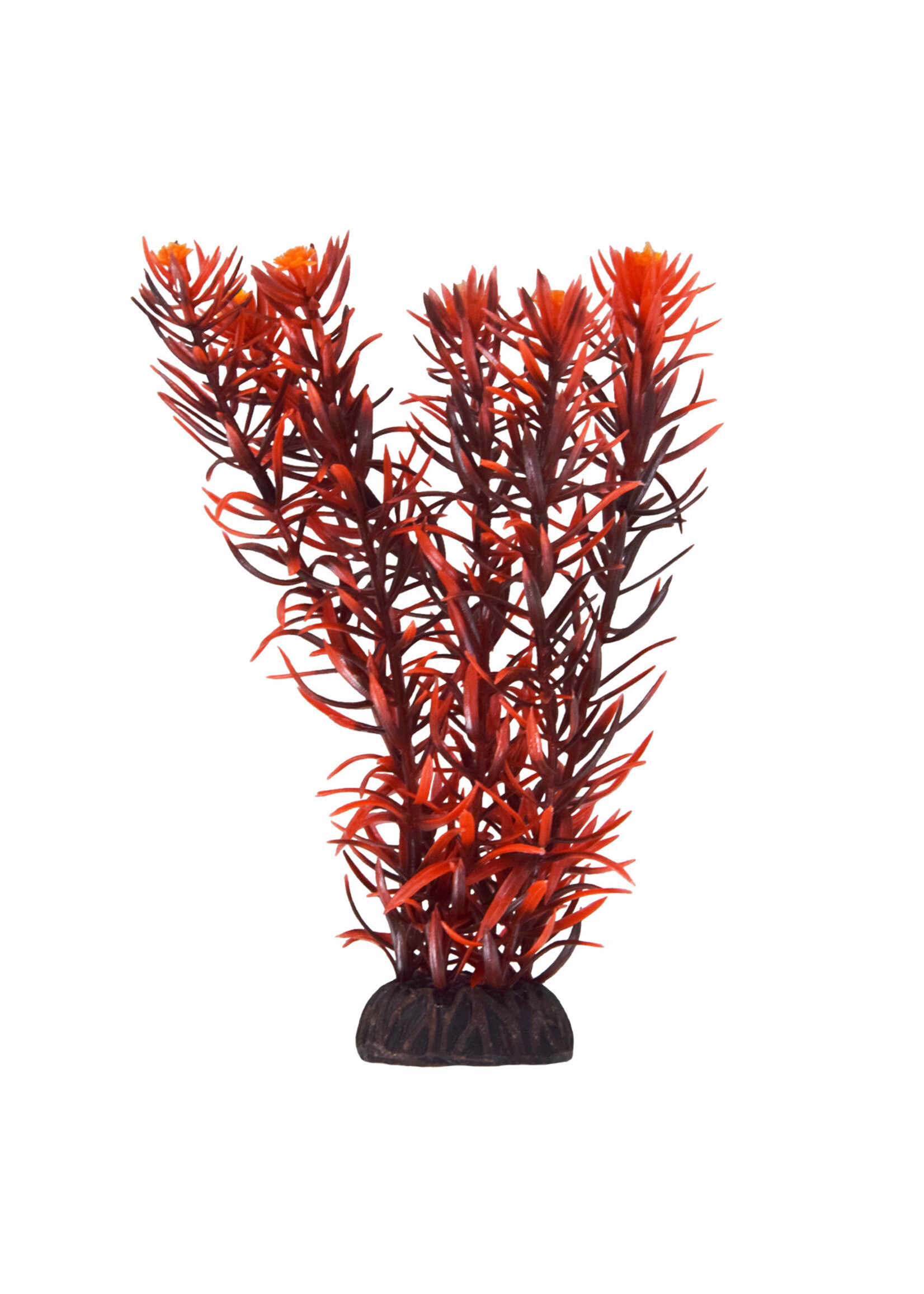 Underwater Treasures ROTALA INDICA 8"