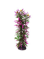 Underwater Treasures HYGRO ARAGUAIS 12"