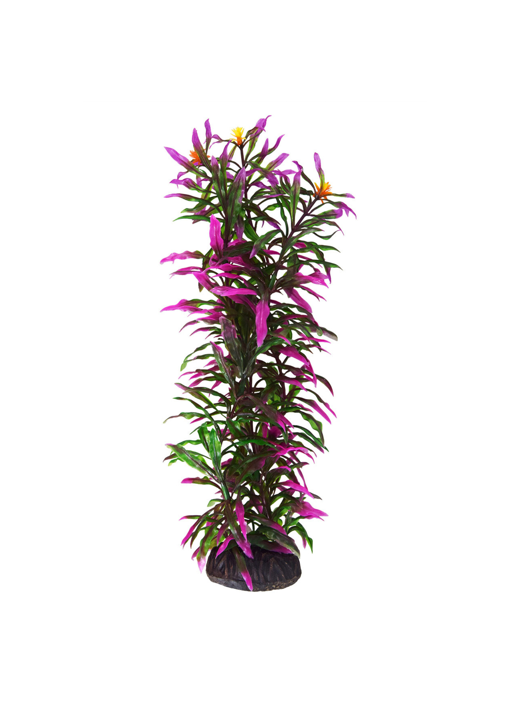 Underwater Treasures HYGRO ARAGUAIS 12"