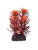 Underwater Treasures ROTALA INDICA 3"