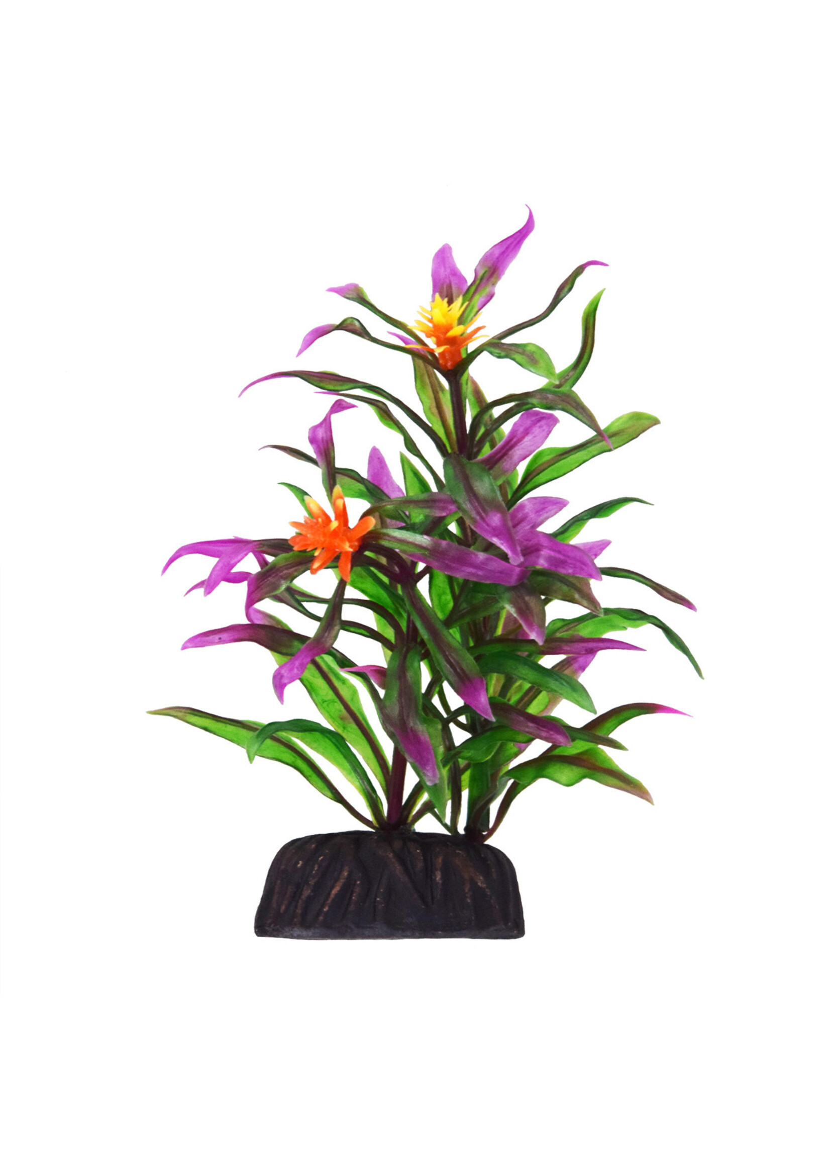 Underwater Treasures HYGRO ARAGUAIS 3"