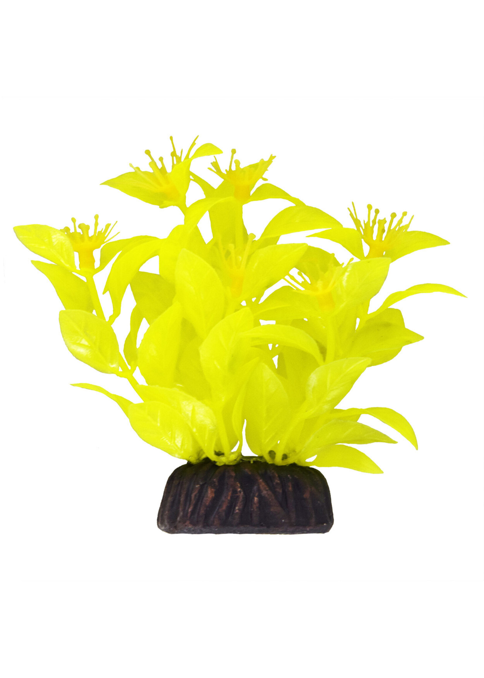 Underwater Treasures LUDWIGIA YELLOW 3"