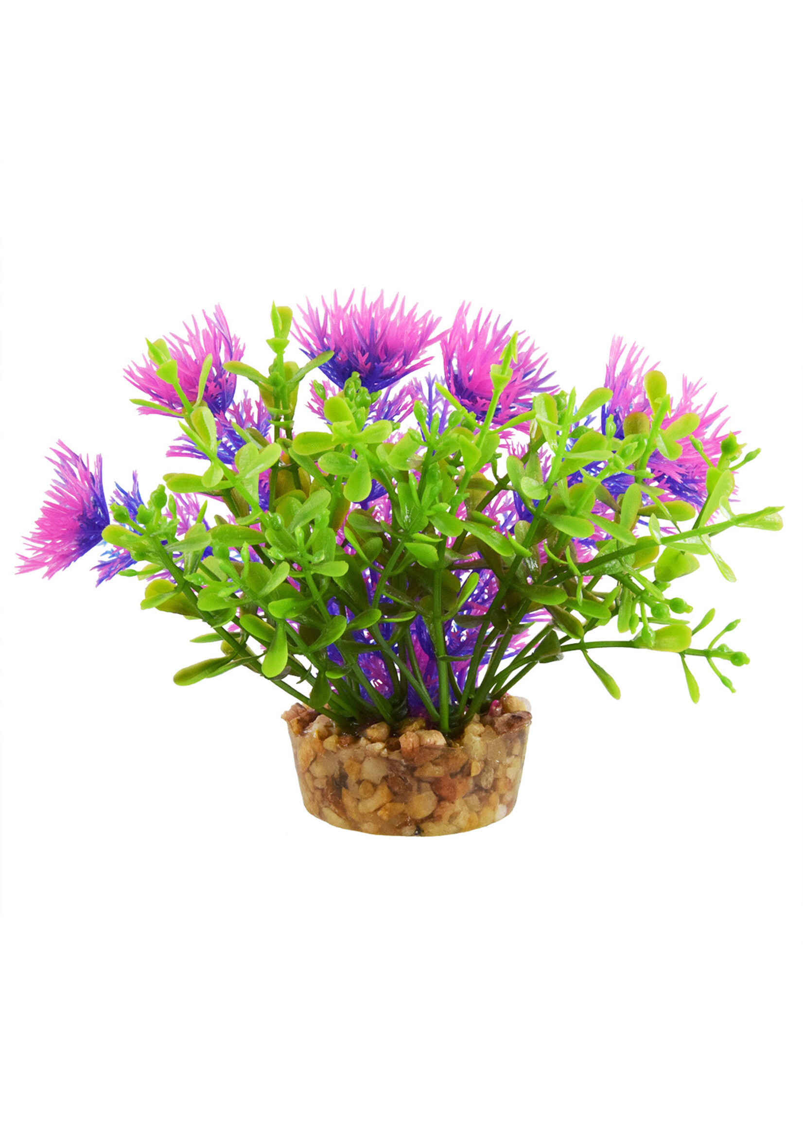 Underwater Treasures BACOMBA PURPLE 4"