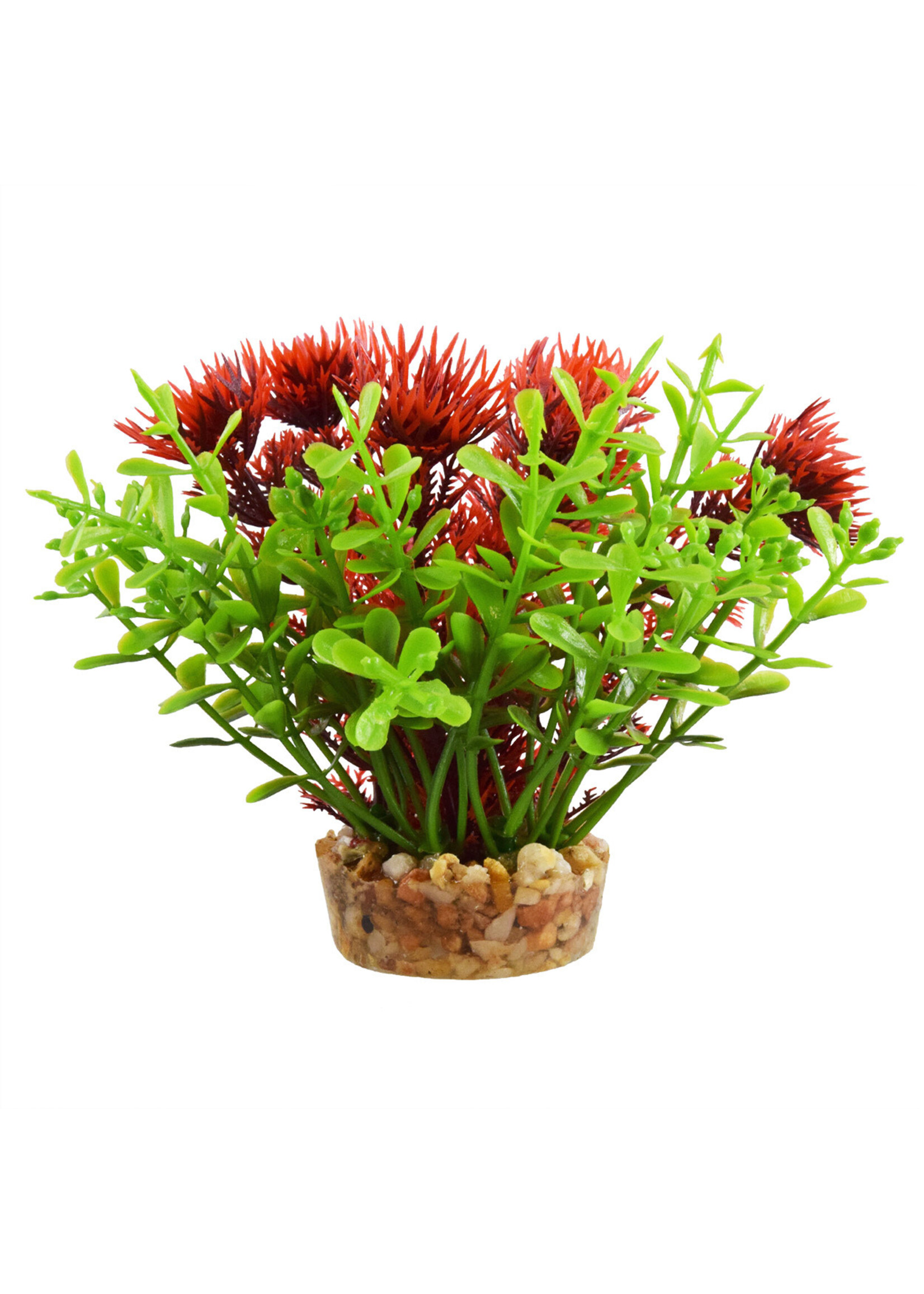 Underwater Treasures BACOMBA RED 4"