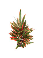 Underwater Treasures DRAGON MARSH LILY