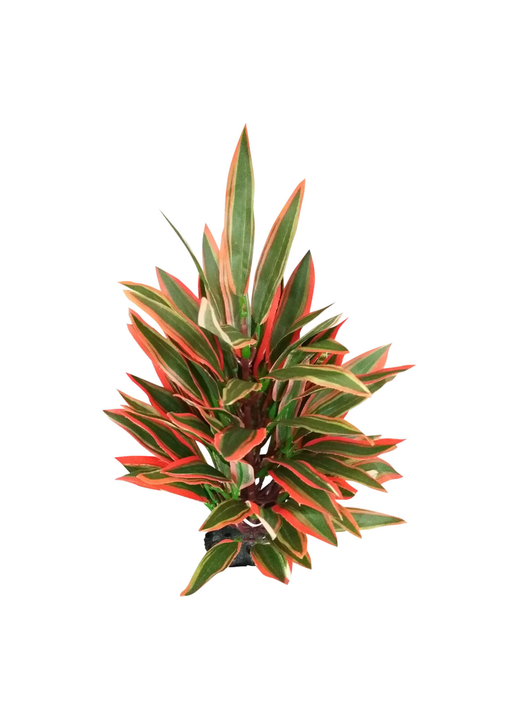 Underwater Treasures DRAGON MARSH LILY