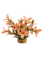 Underwater Treasures LUDWIGIA PEACH TIP 6"