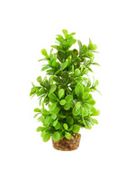 Underwater Treasures MONEYWORT TREE 8"