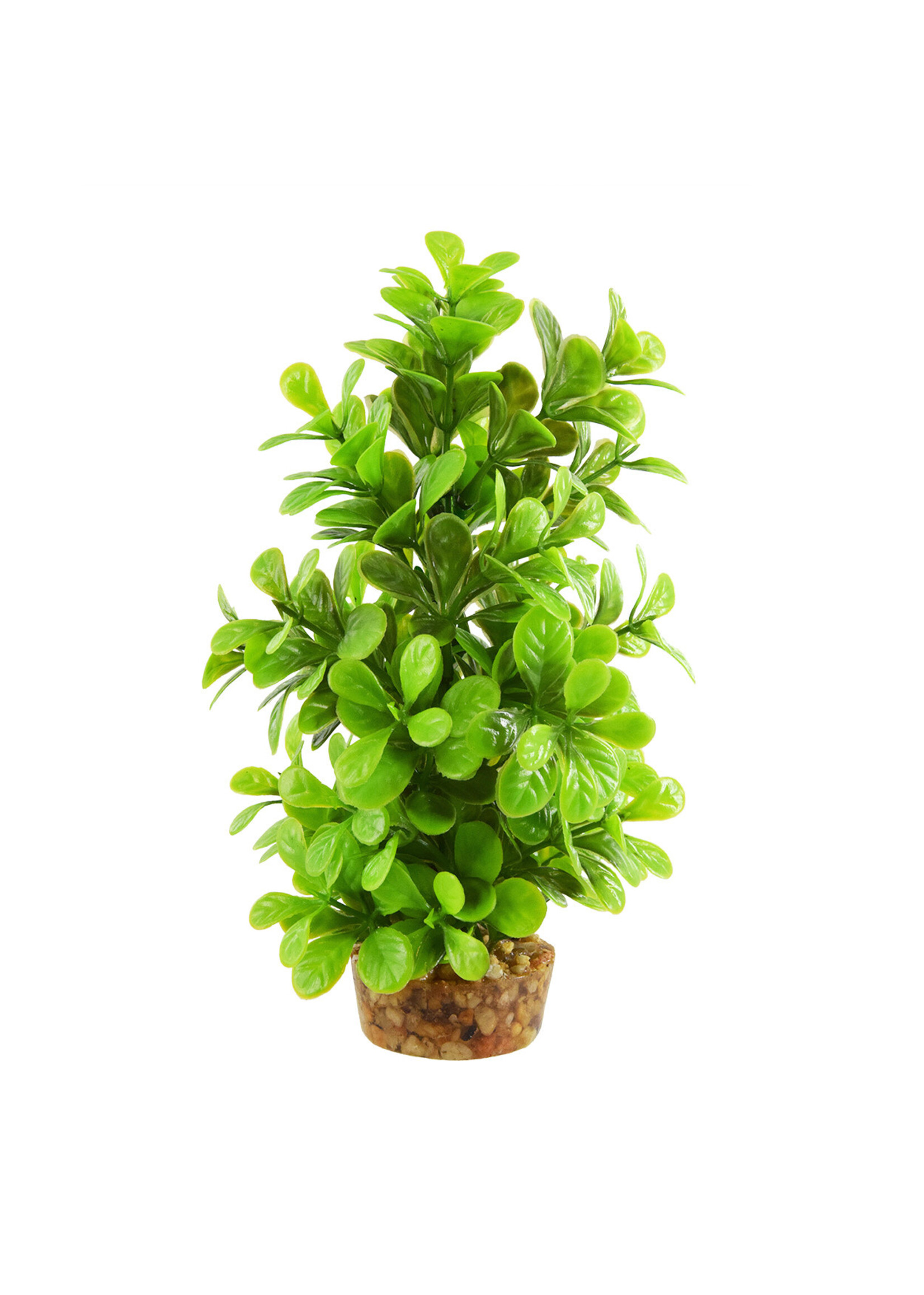 Underwater Treasures MONEYWORT TREE 8"