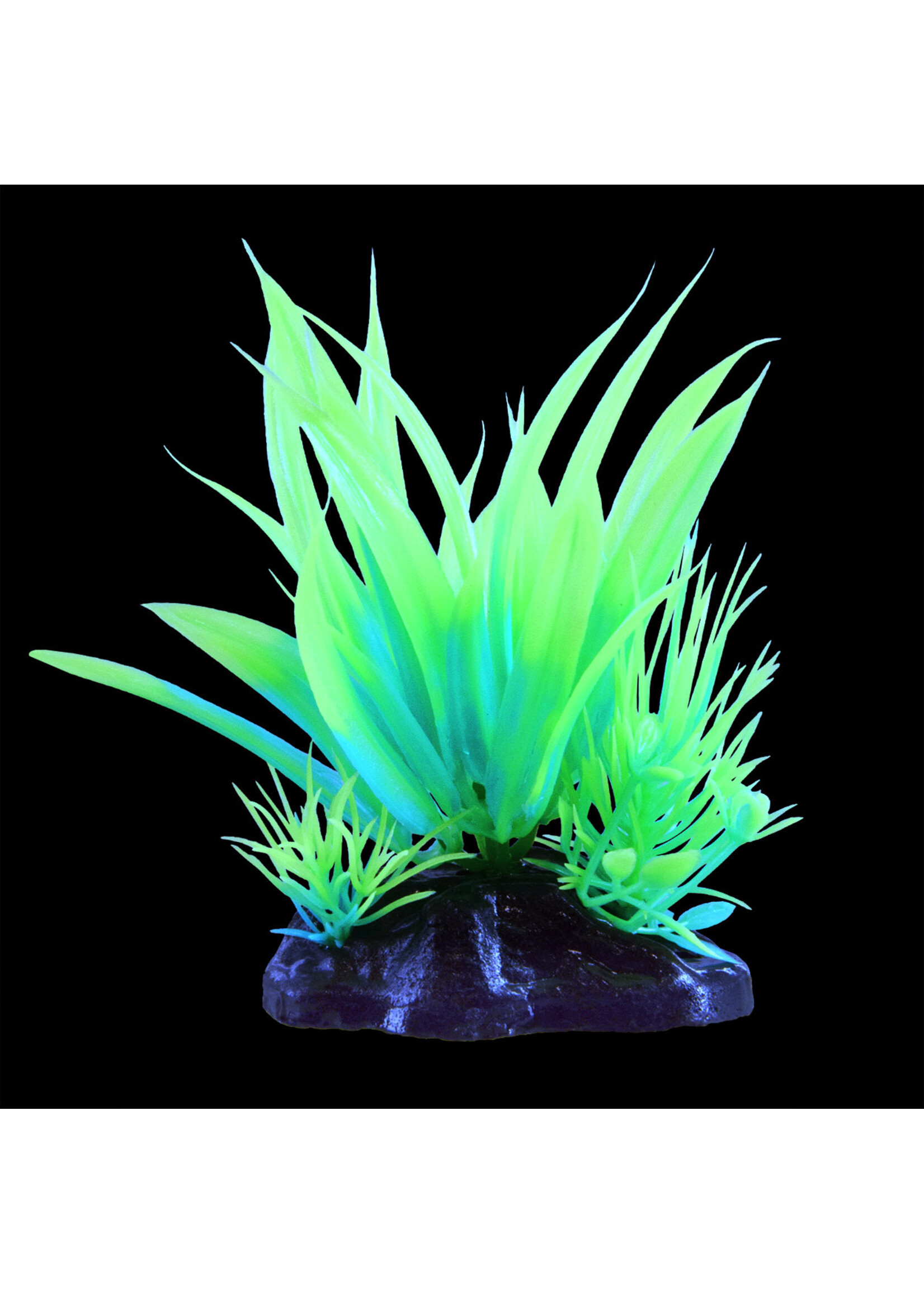 Underwater Treasures GLOW STAR PLANT GREEN