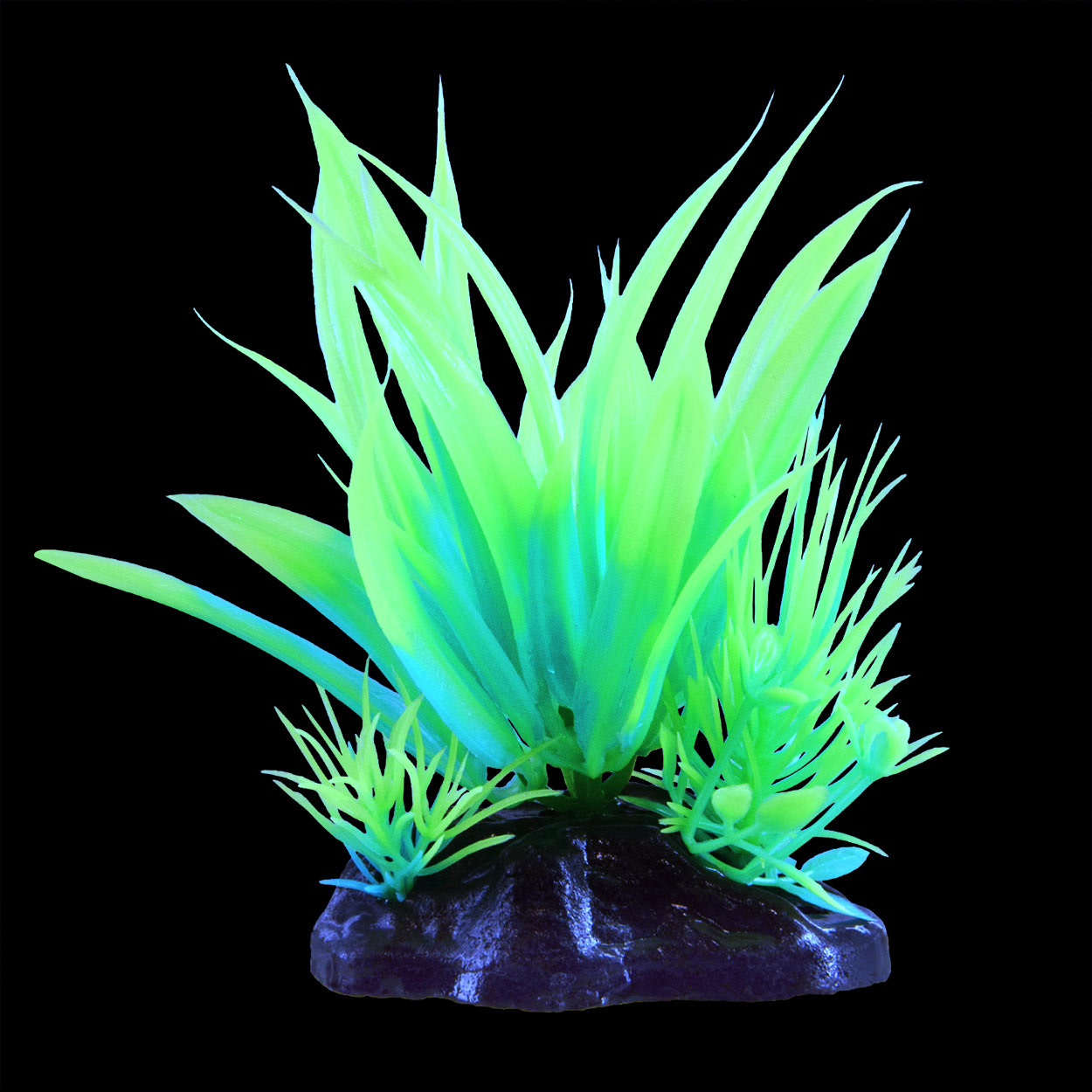 GLOW STAR PLANT GREEN