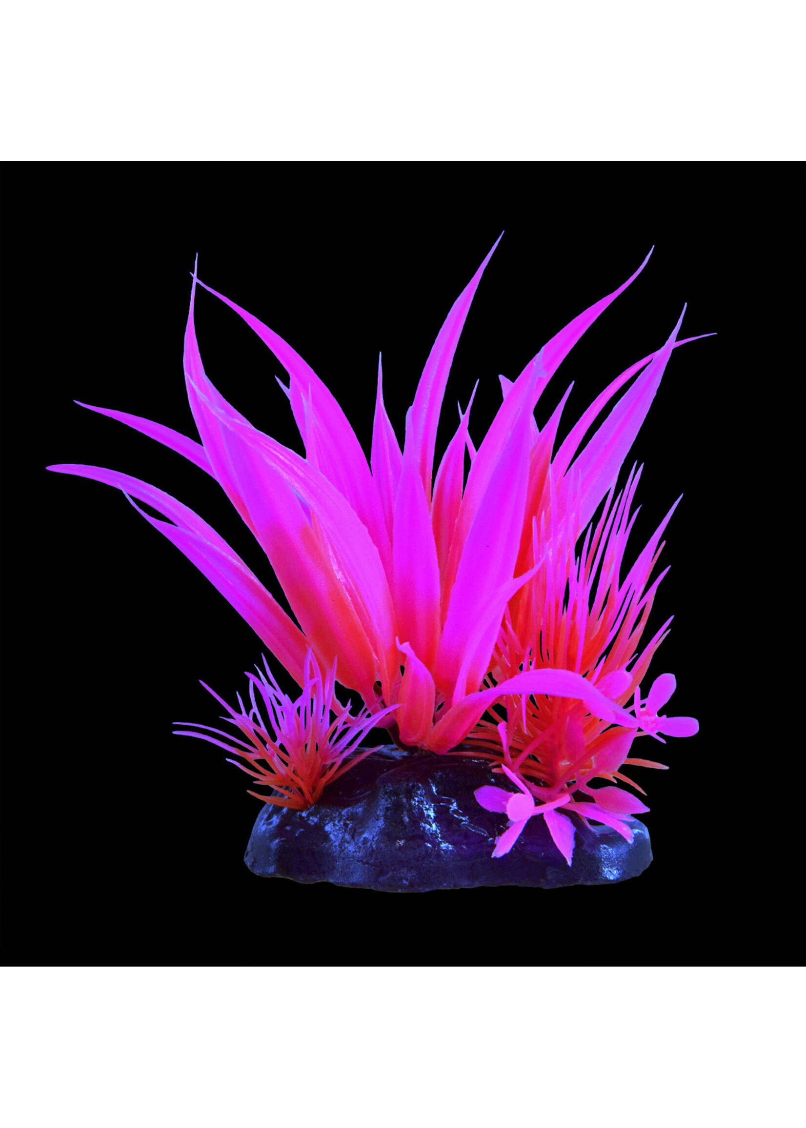 Underwater Treasures GLOW STAR PLANT PINK