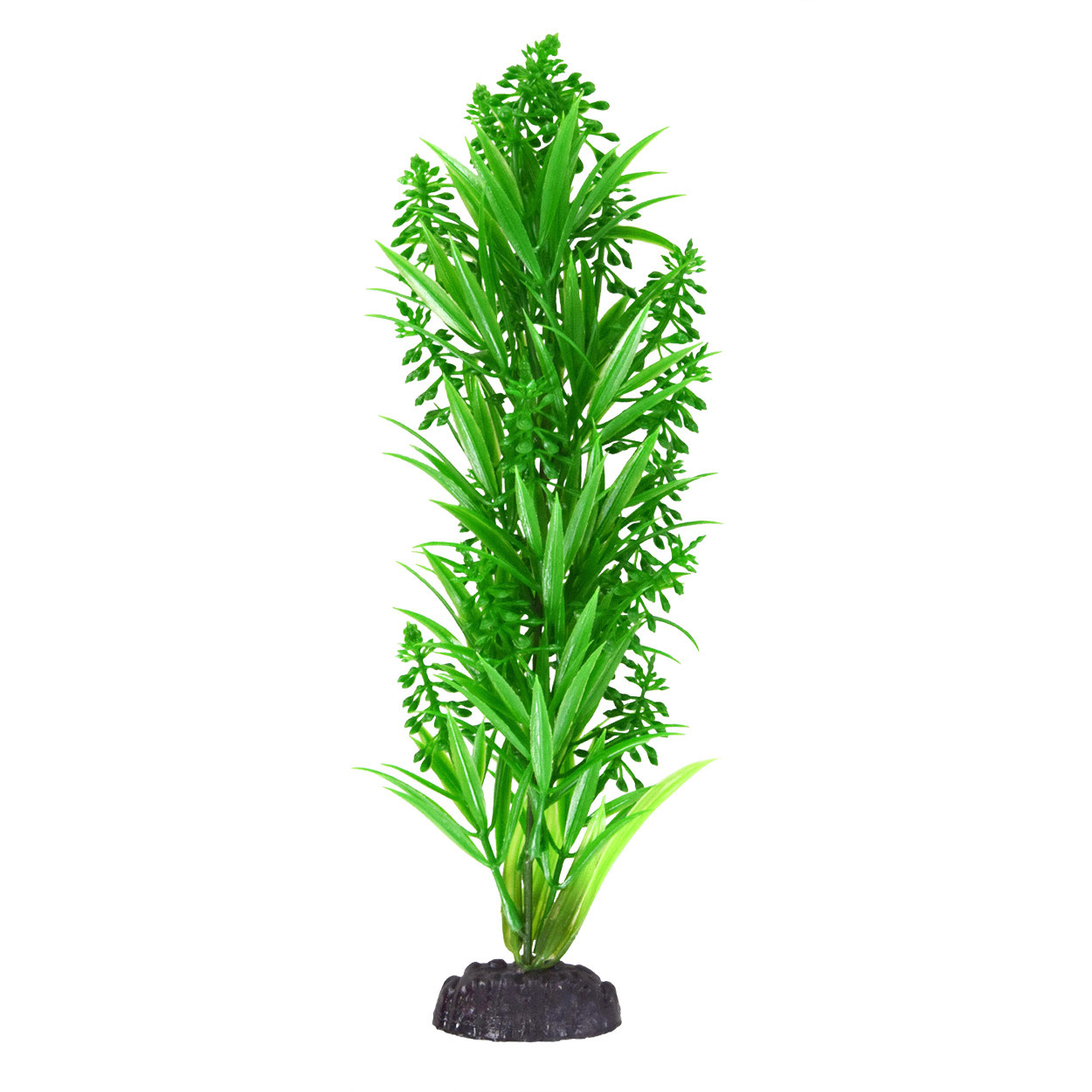 UT GREEN TIP KELP