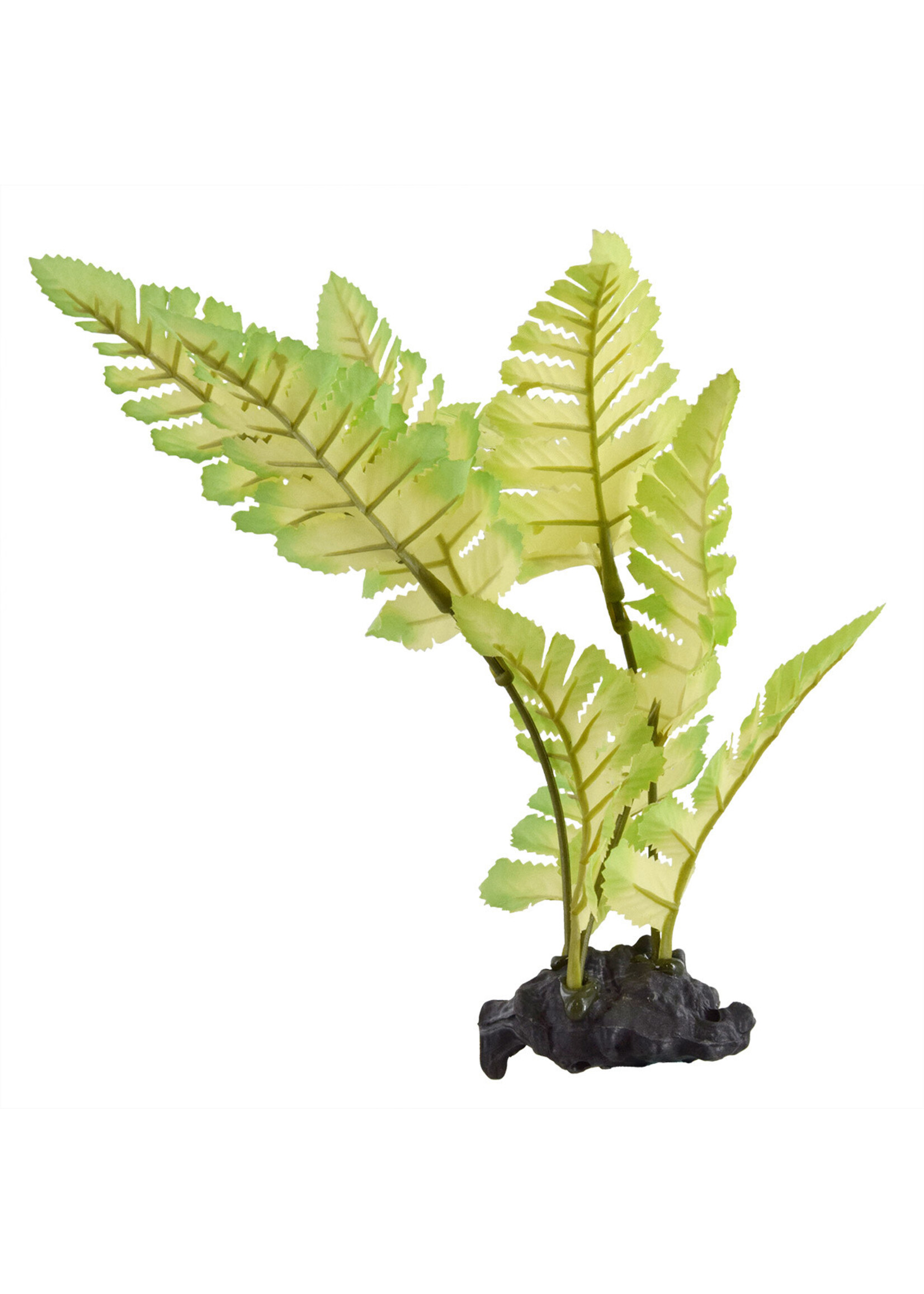 Underwater Treasures PAINTED FERN