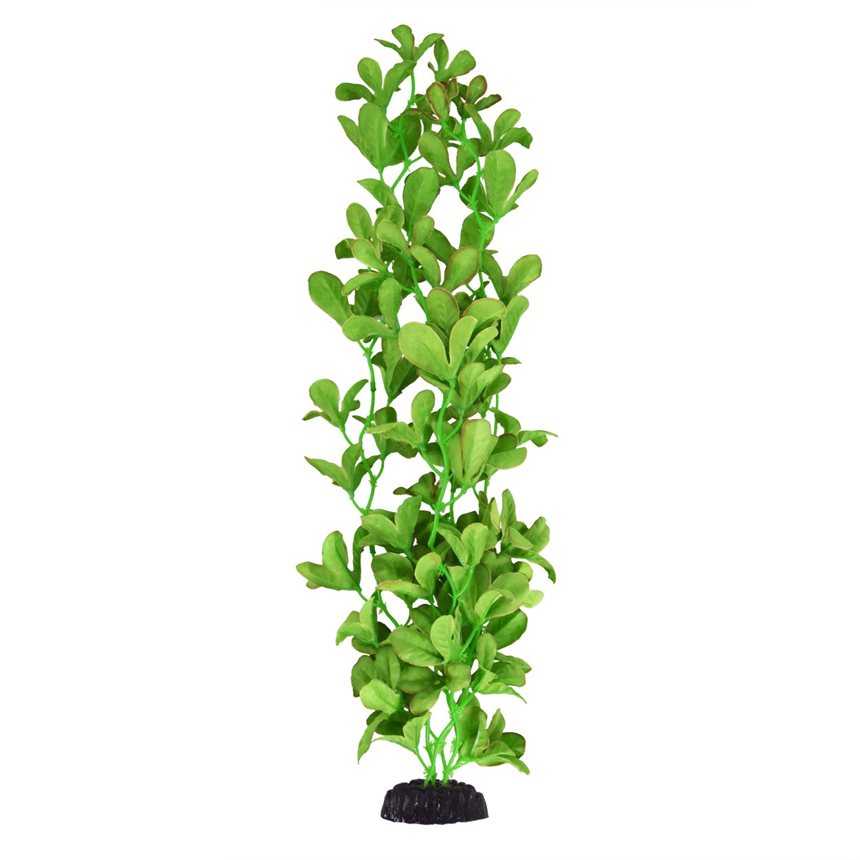 SILK BACOPA MONNIERI 20"
