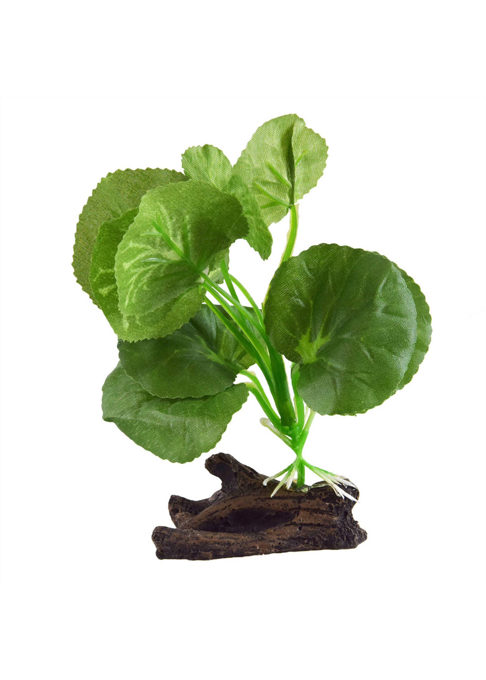 Underwater Treasures SILK HYDROCOTYLE