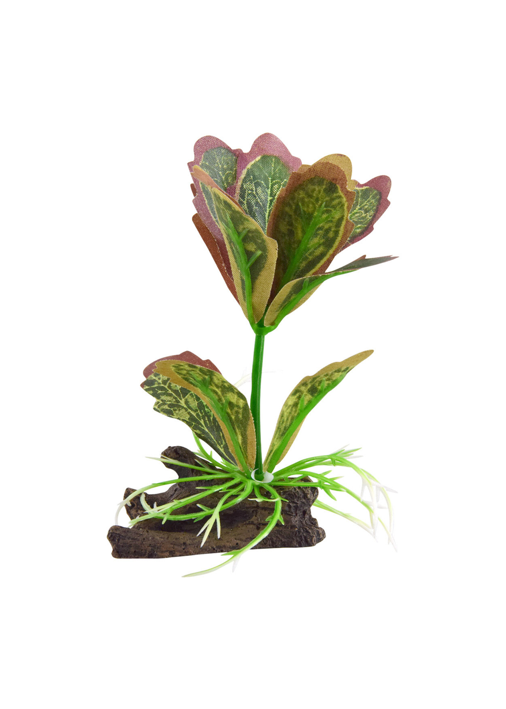 Underwater Treasures SILK KALANCHOE FLAPJACK