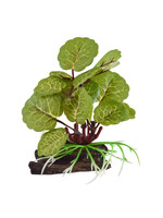 Underwater Treasures SILK VARIGATED FLABJACK