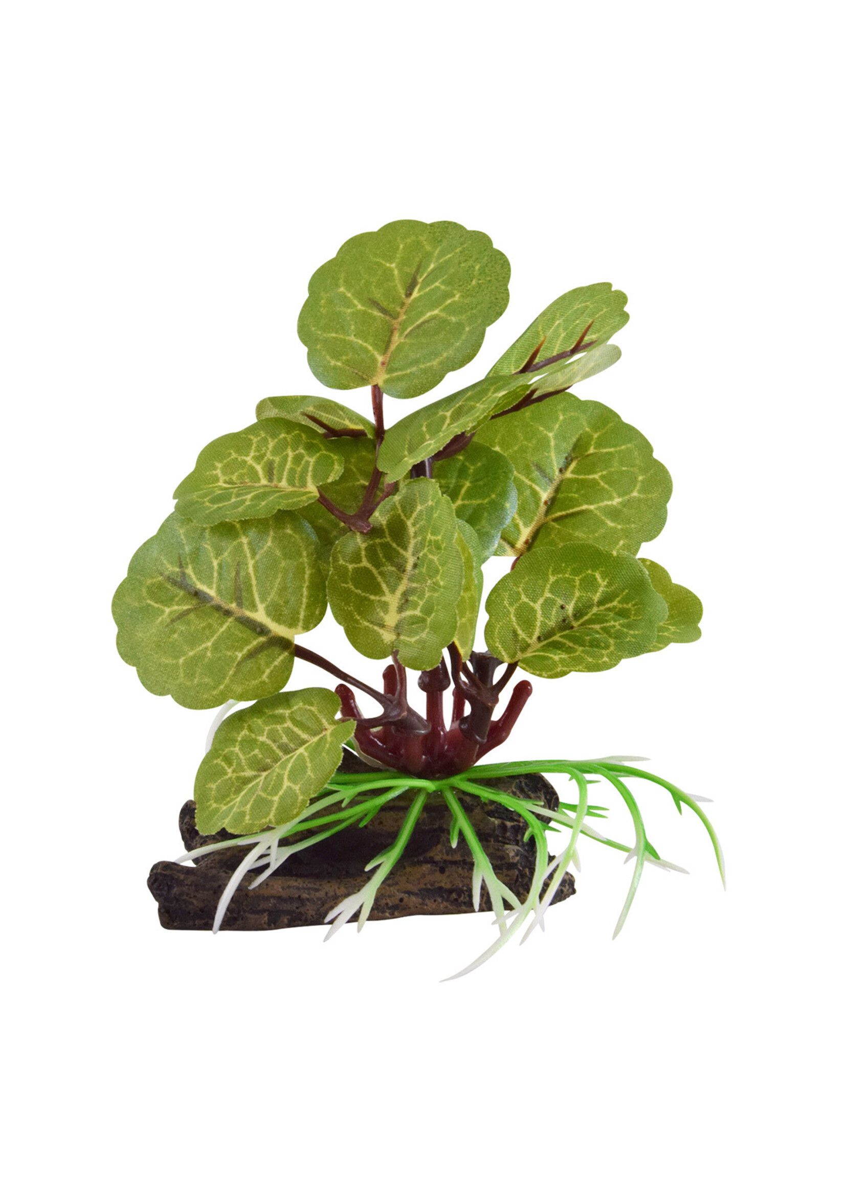 Underwater Treasures SILK VARIGATED FLABJACK