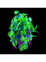 Underwater Treasures GLO ANUBIAS BLUE LARGE