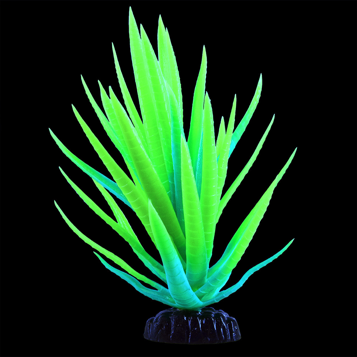 GLO AGAVE