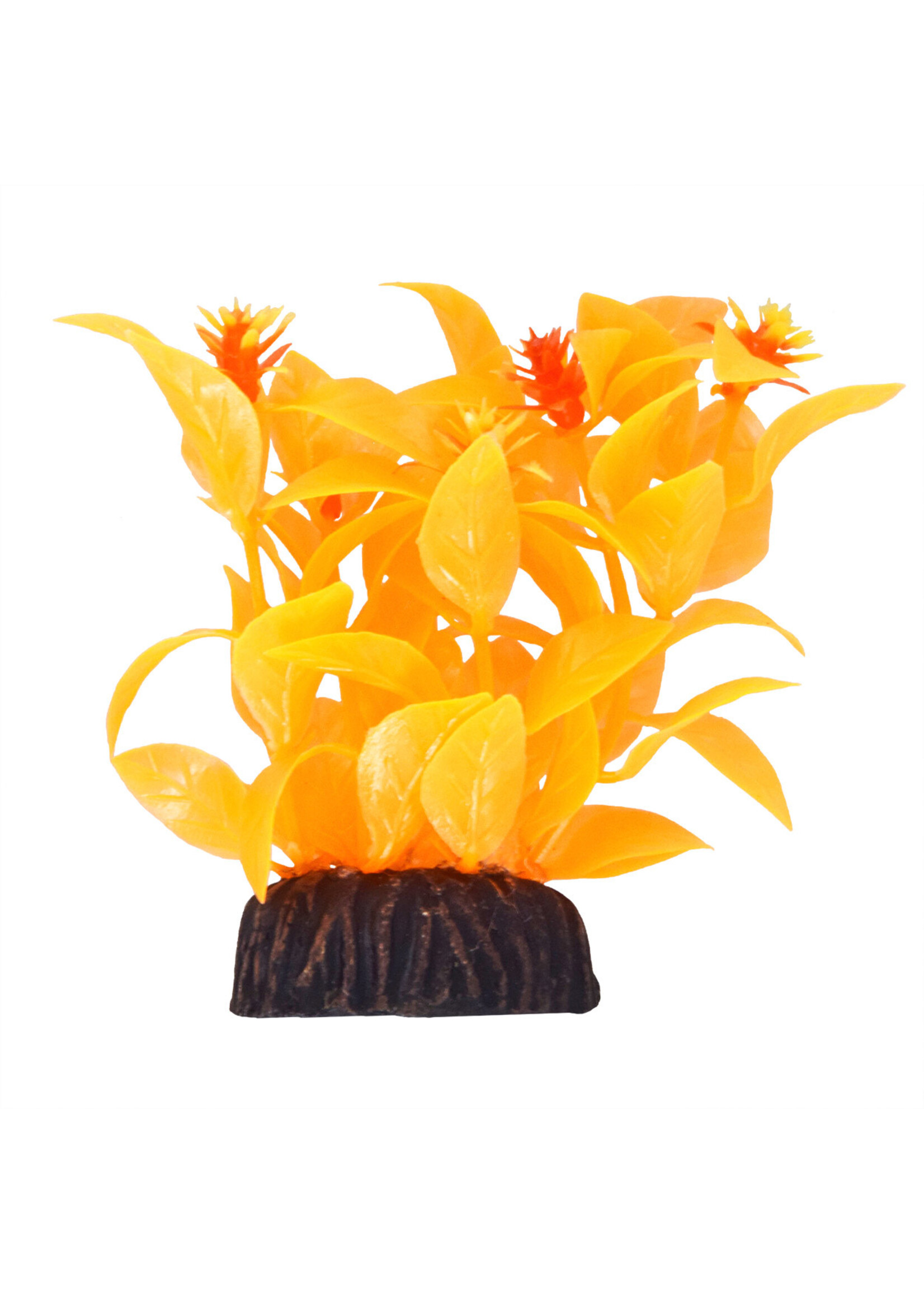 Underwater Treasures LUDWIGIA ORANGE 3"