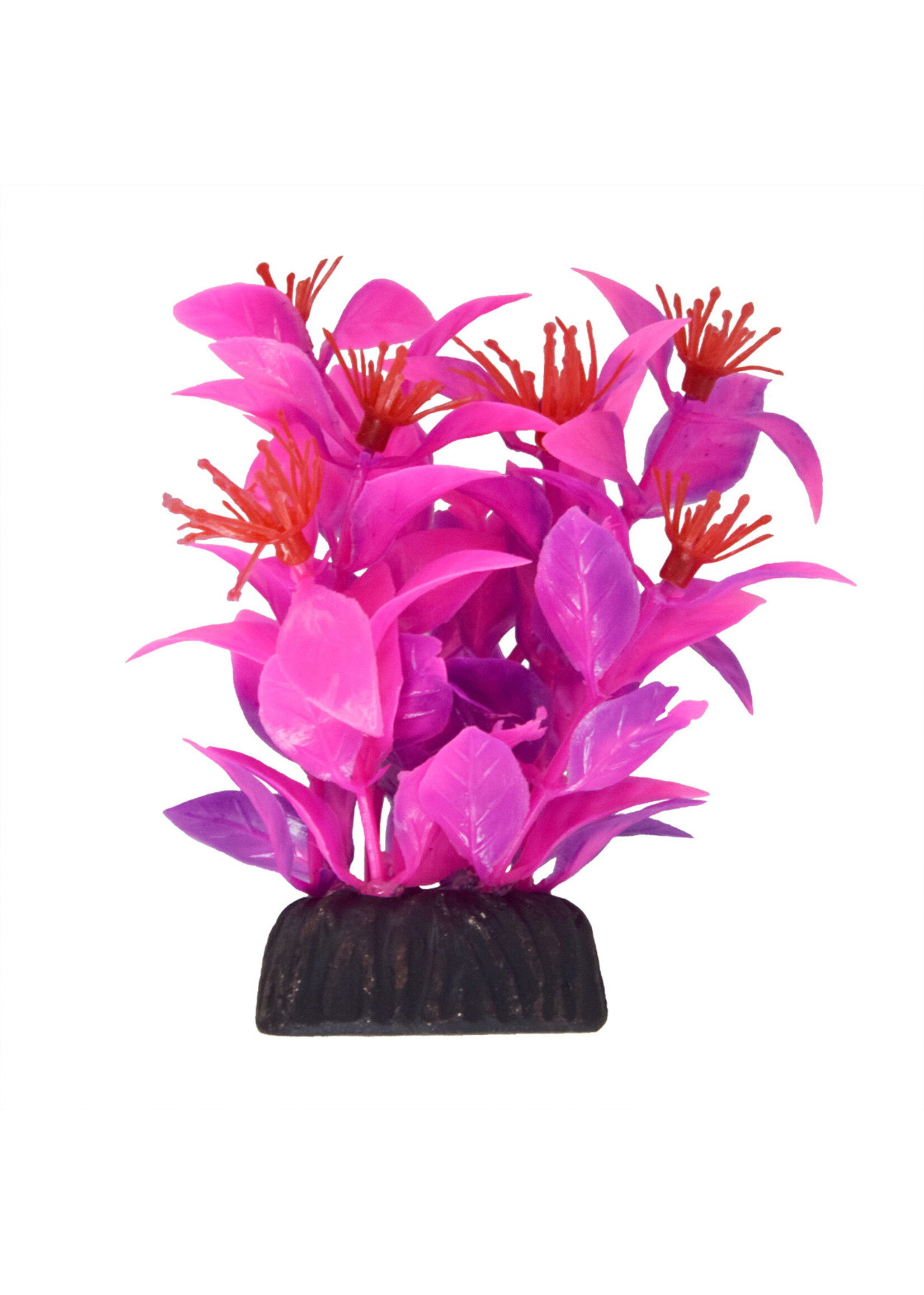 Underwater Treasures LUDWIGIA PINK 3"