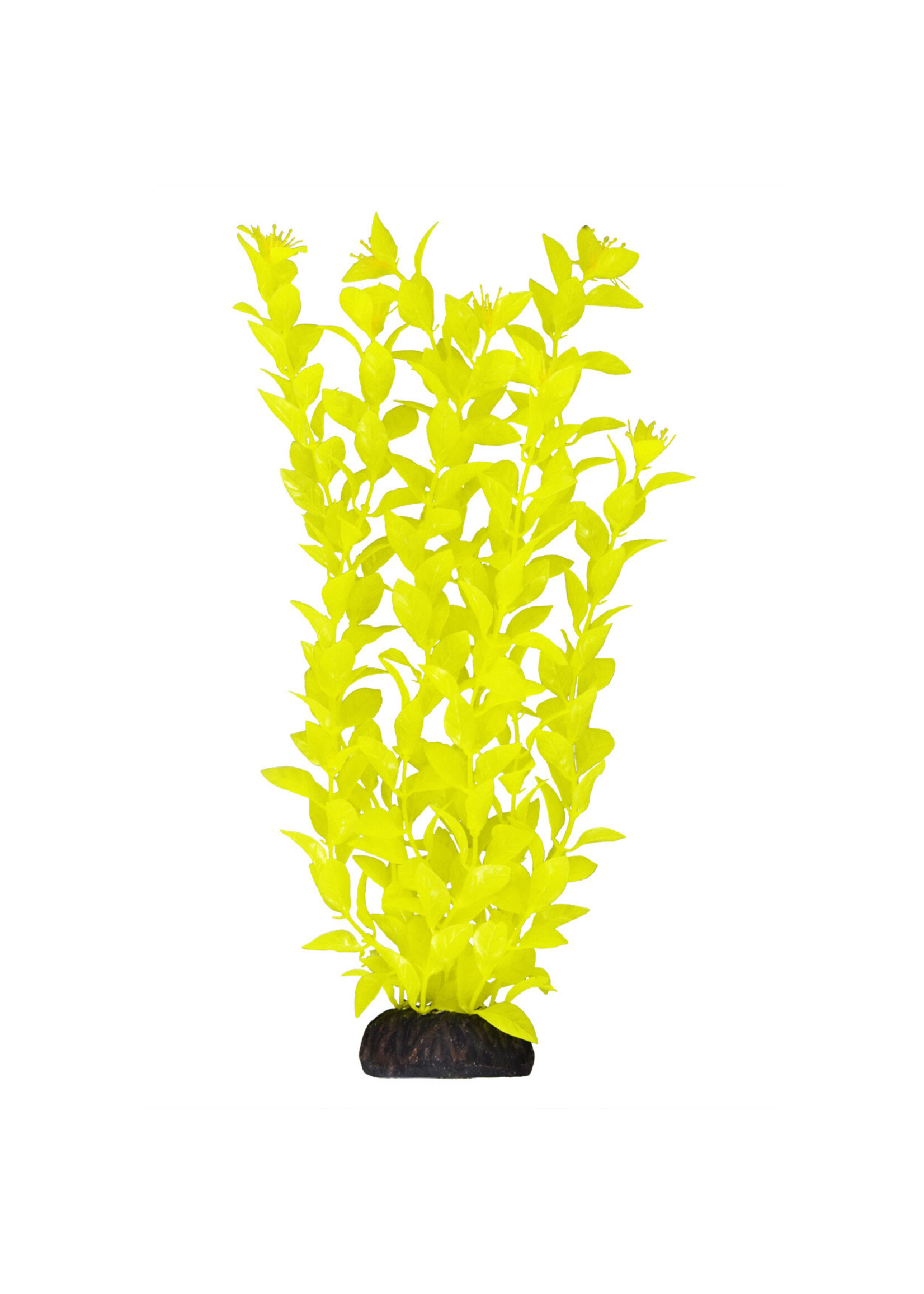 Underwater Treasures LUDWIGIA YELLOW 12"