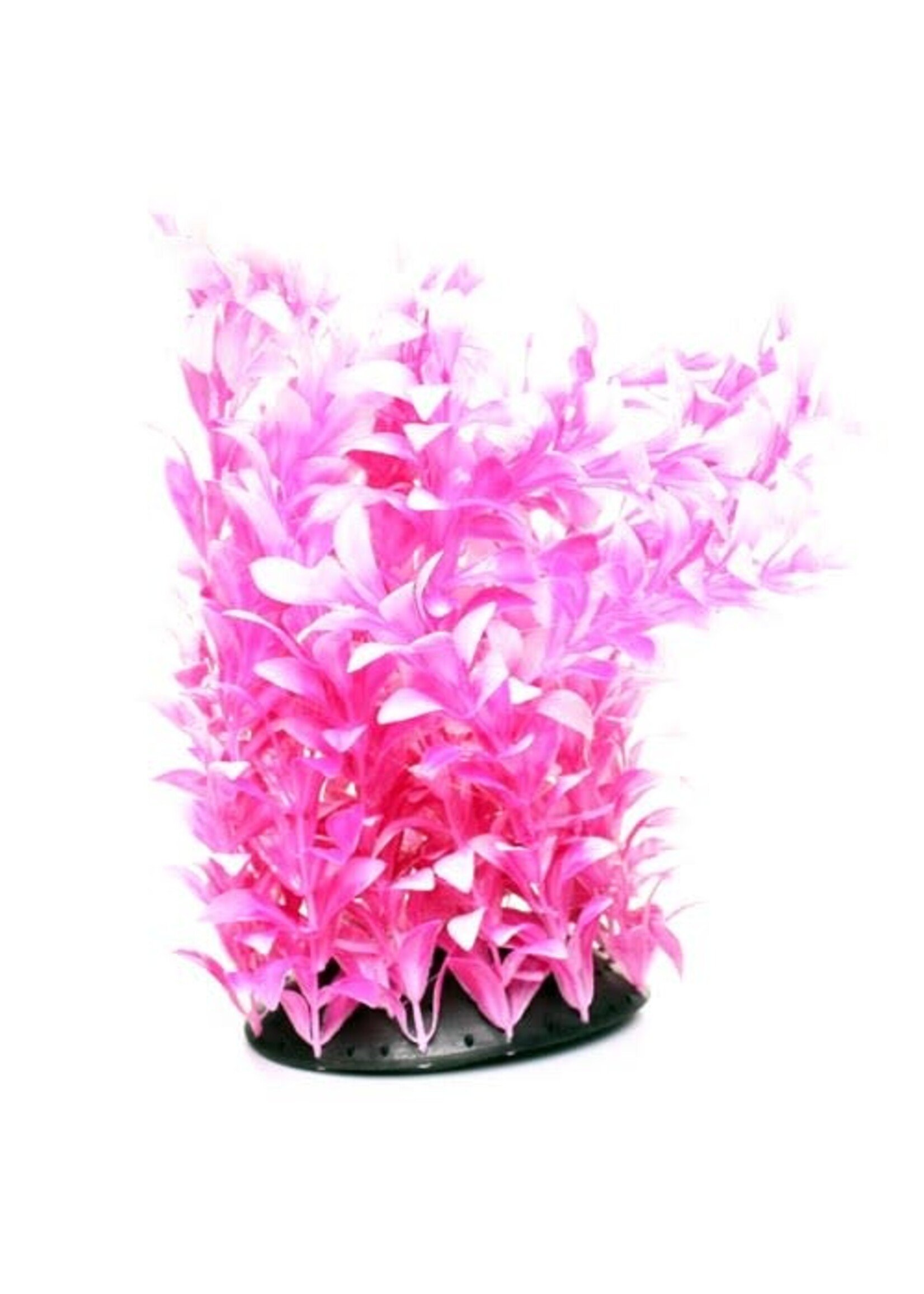 Underwater Treasures WHITE TIPPED LUDWIGIA 12"